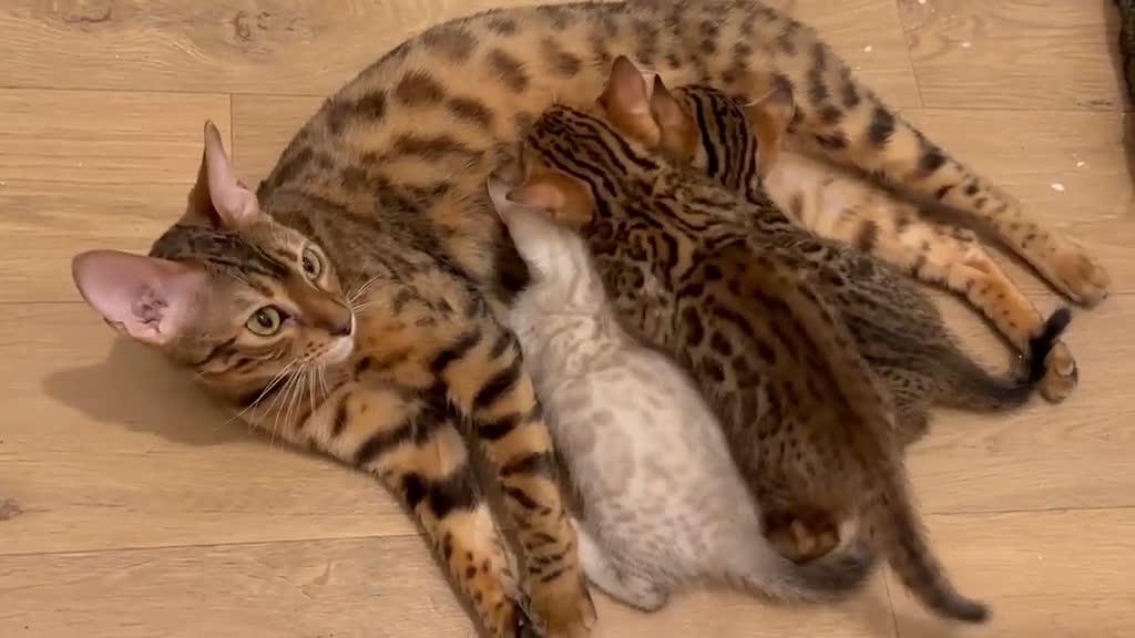Bengal cats for sale: 3 pure bengals boys available  - Video 1