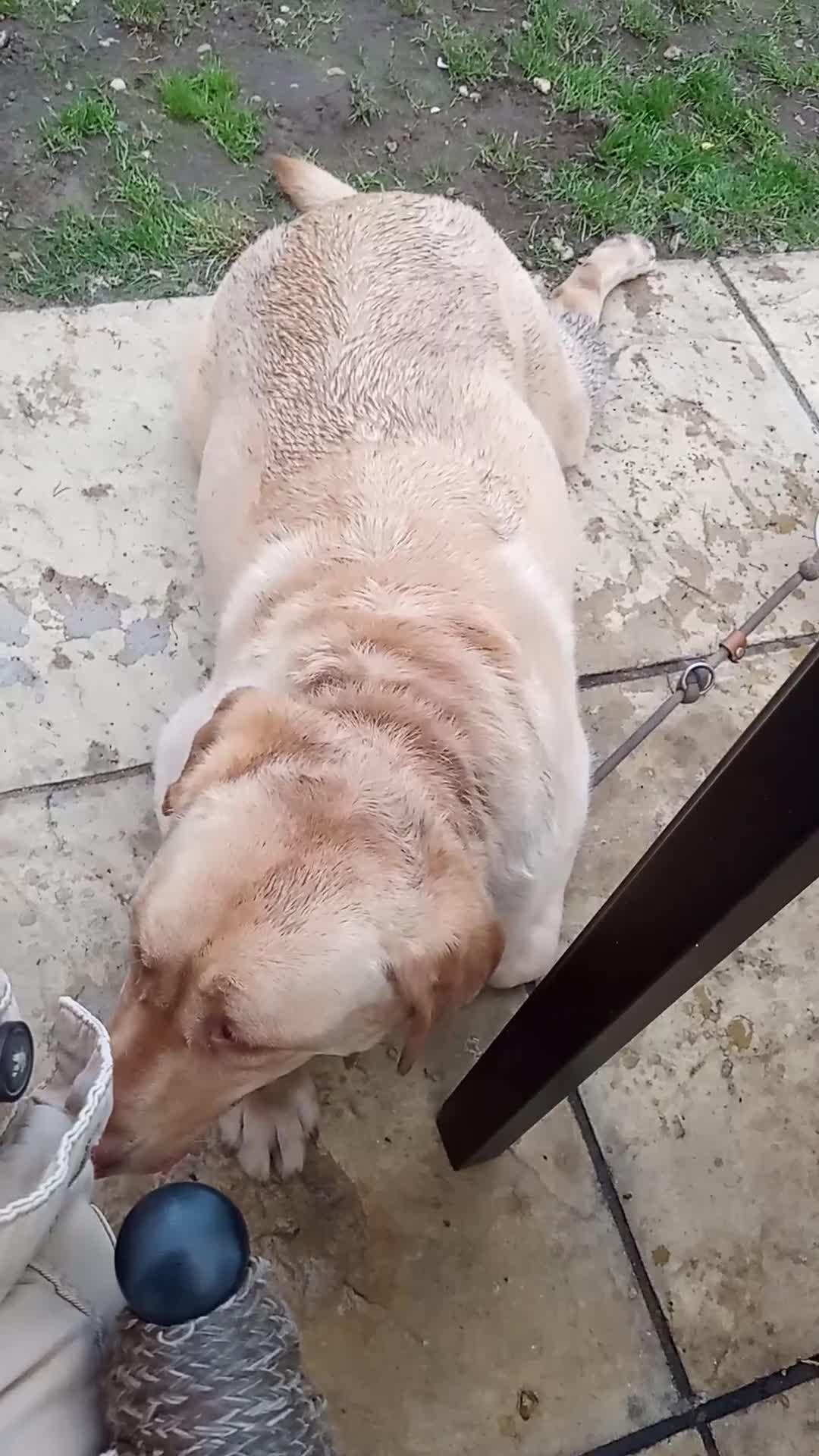 Labrador Retriever dogs for sale: Lucky - Video 1