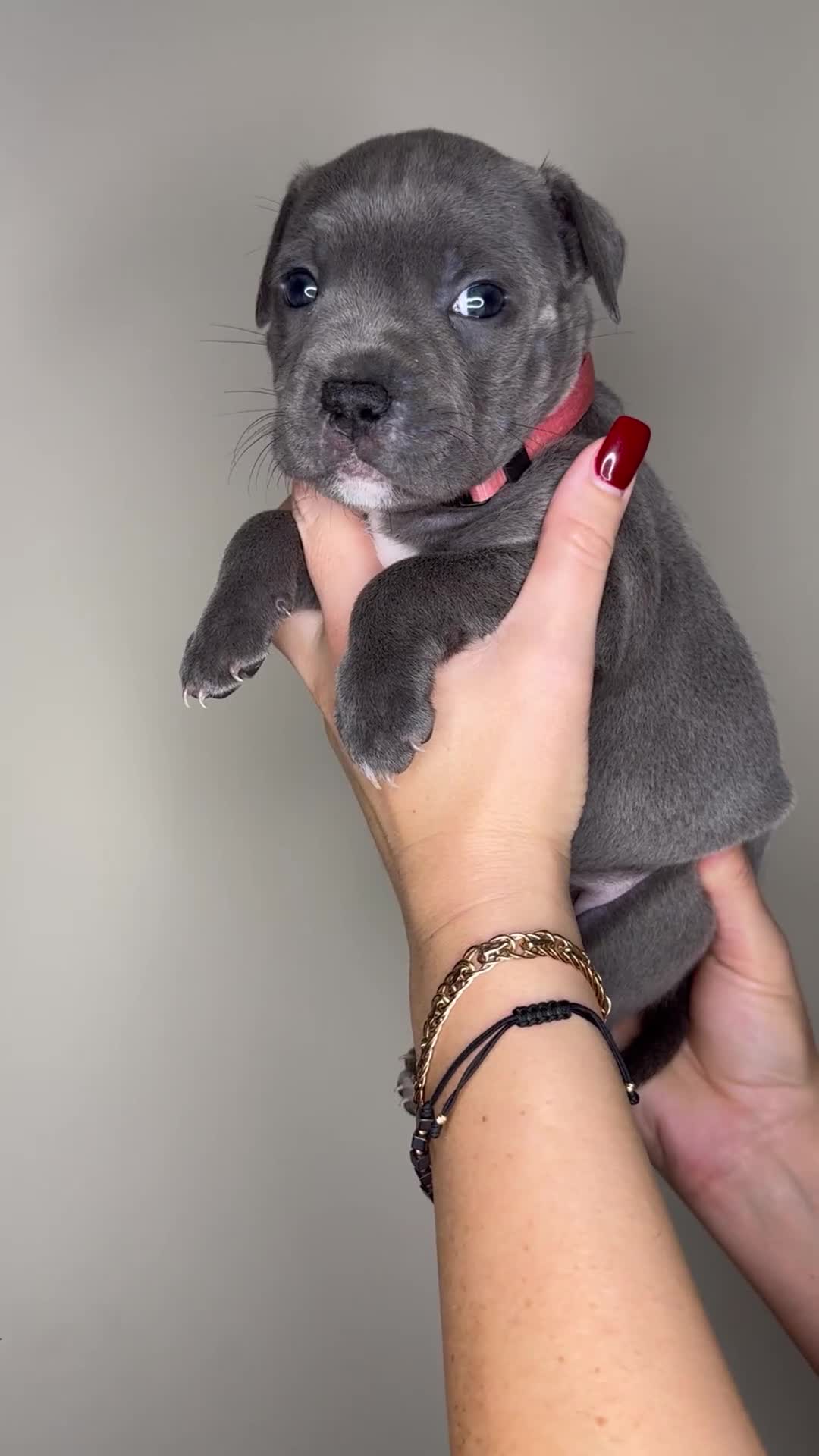 Staffordshire Bull Terrier dogs for sale: Stunning Blue Staffie Puppies 🐾  - Video 1