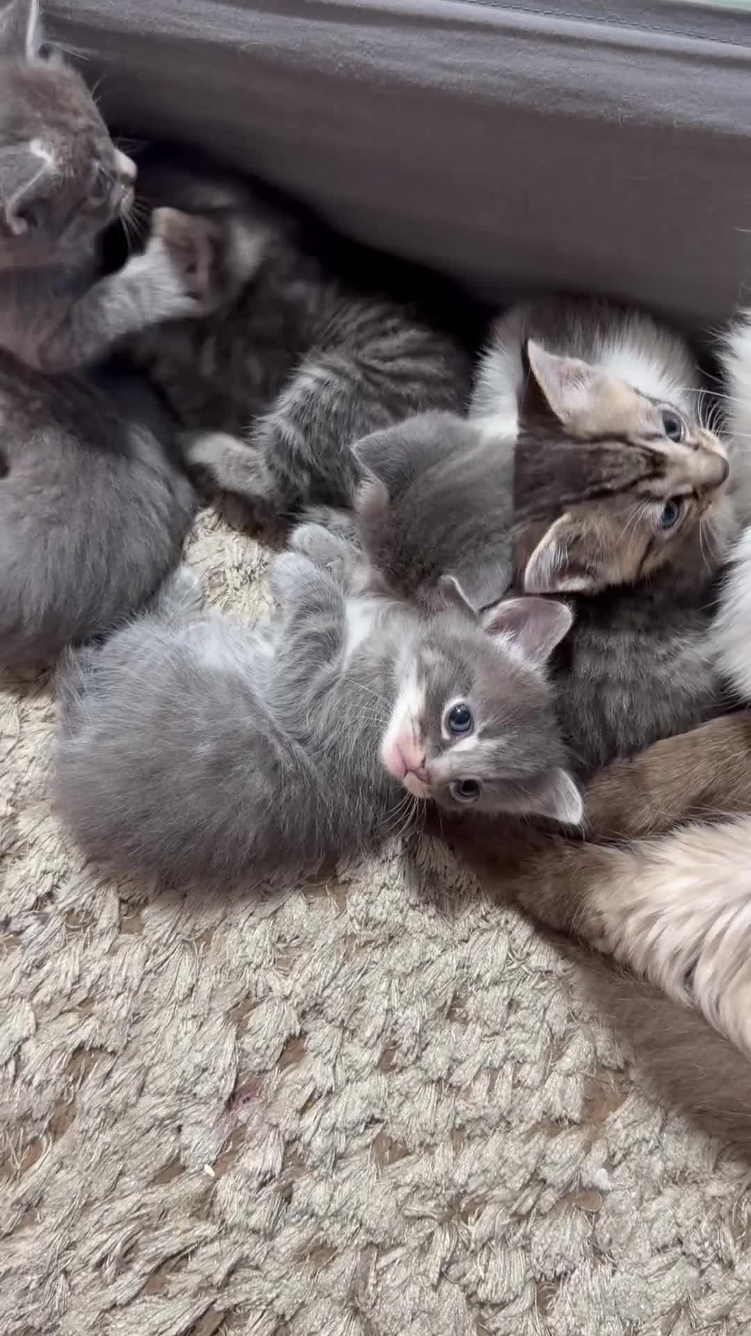 Mixed Breed cats for sale: Kittens for sale - Video 1