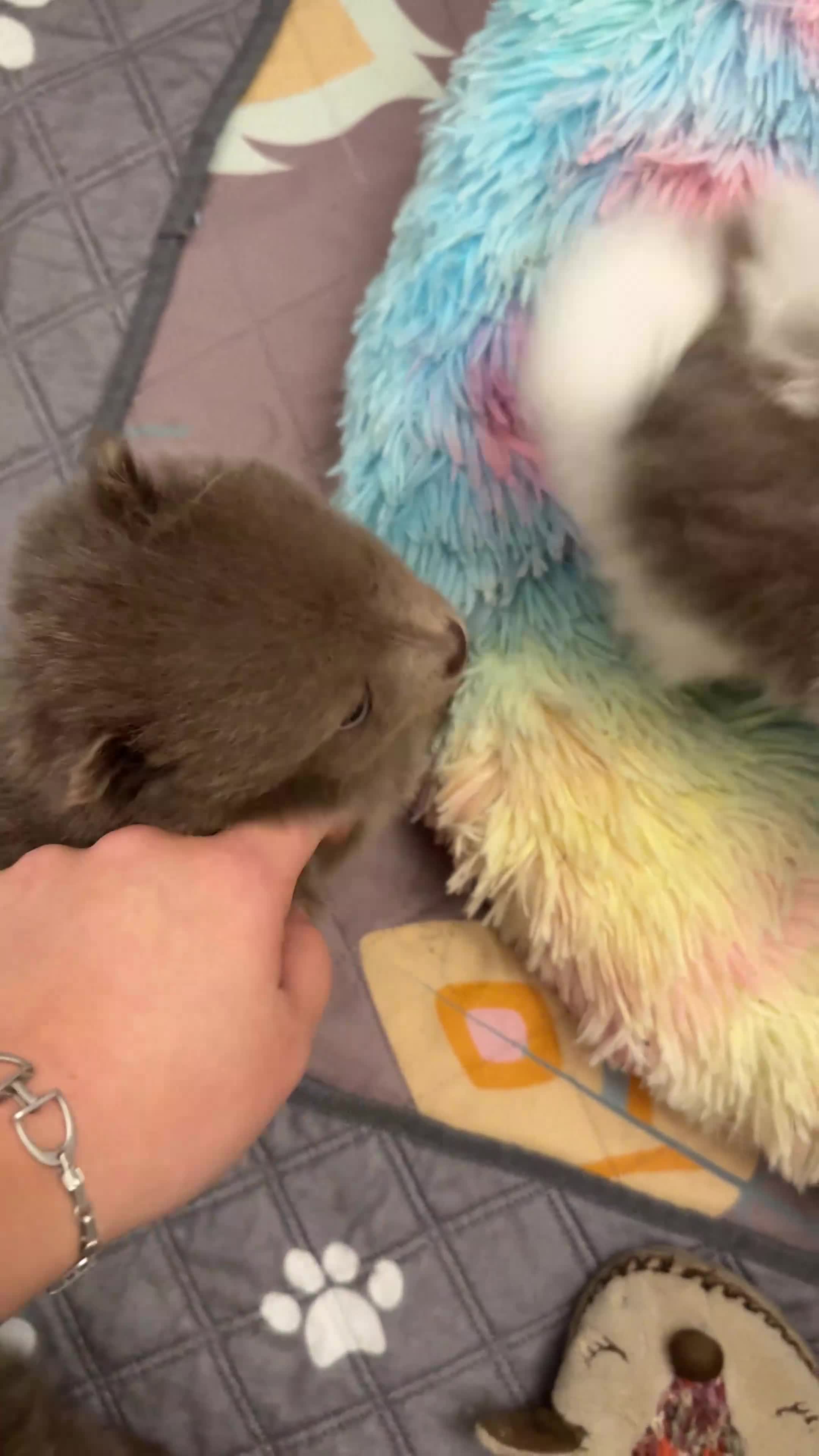 Pomeranian dogs for sale: Kc reg champion Russian bloodline Pomeranian - Video 1