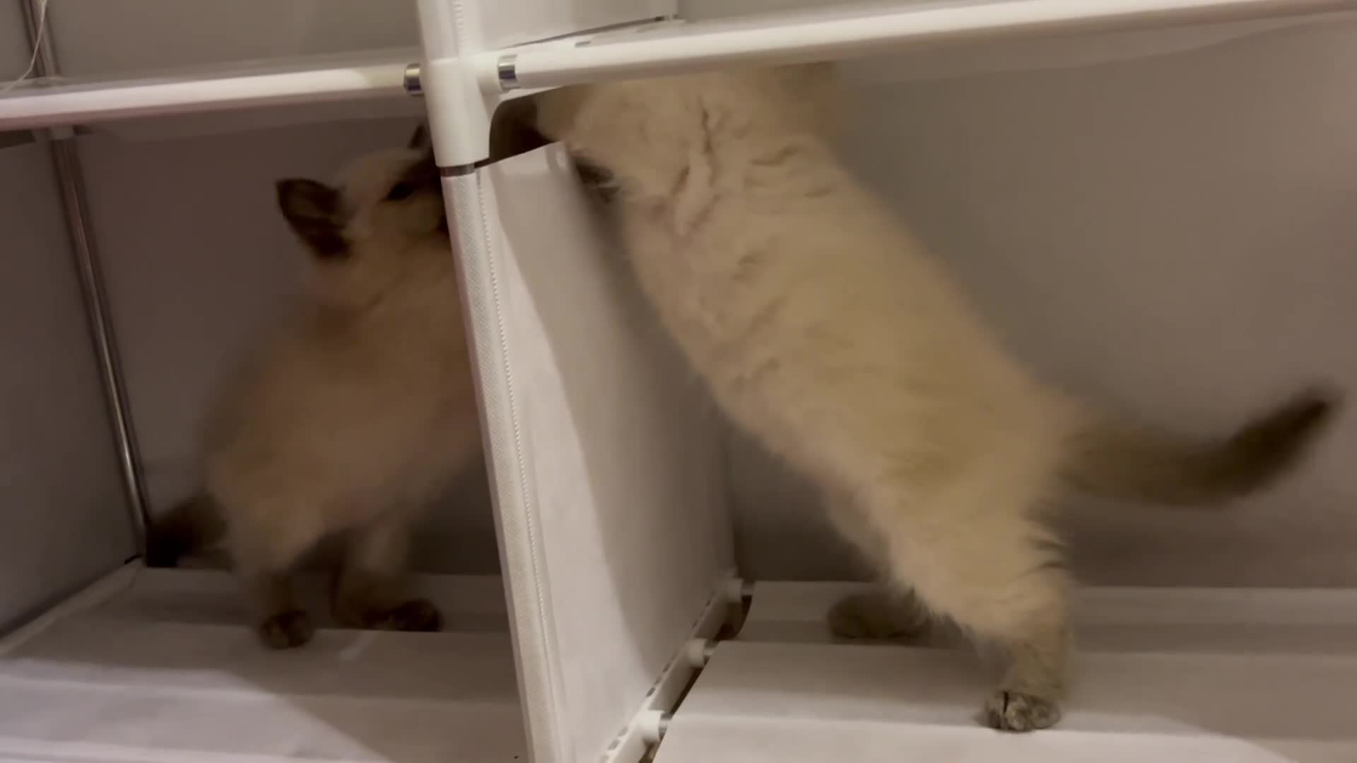 Ragdoll cats for sale: Beautiful Ragdoll Kittens - Video 1