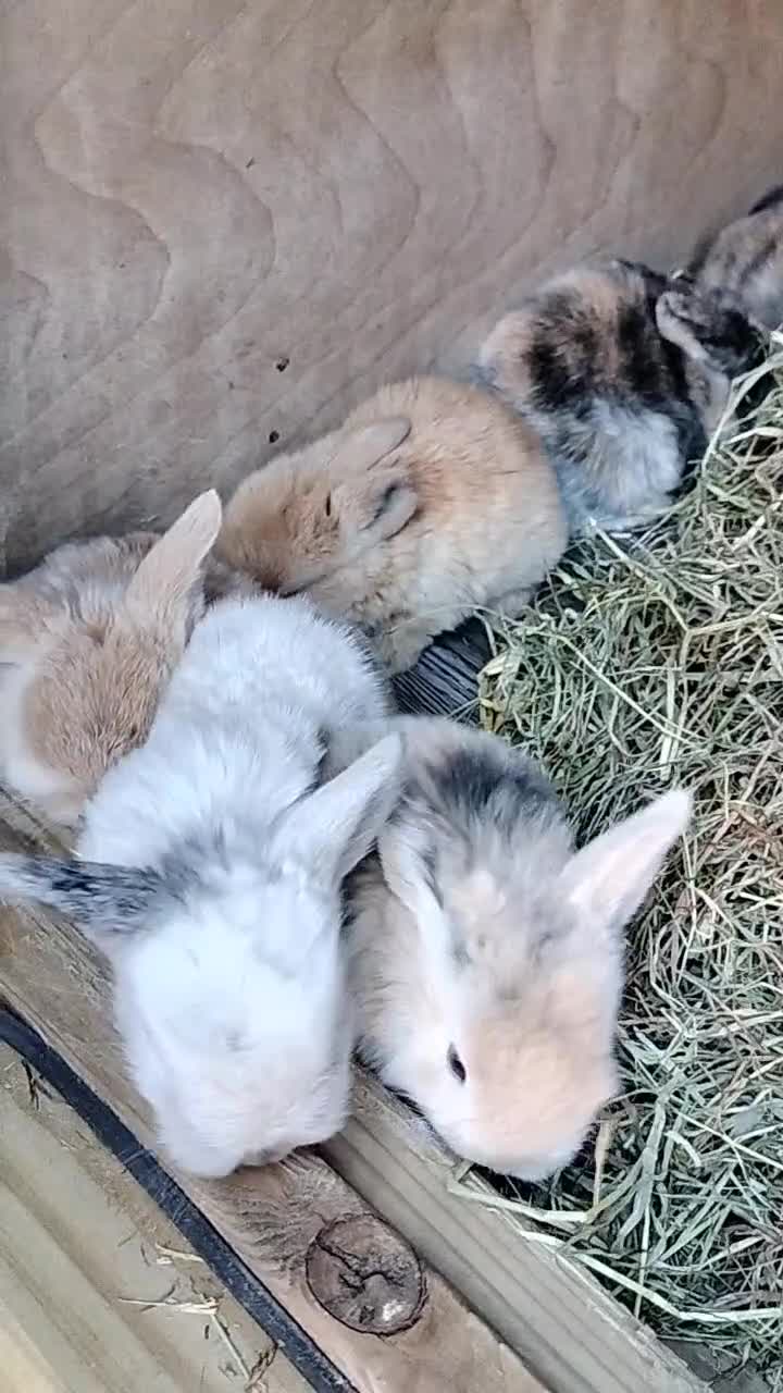 Mini Lop rabbits for sale: Mini Lop Bunnies - Video 1