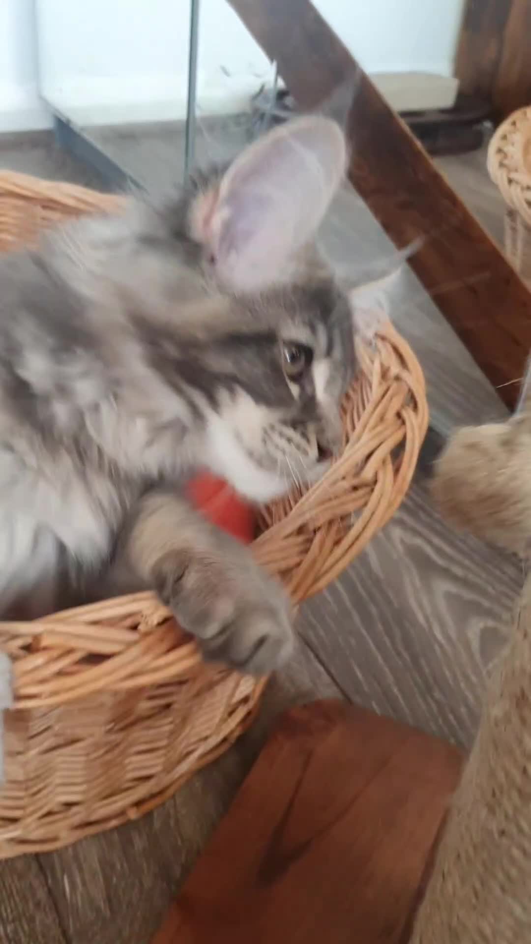 Maine Coon cats for sale: Only one left 🏅TICA🏅Pedigree maine coon kitten  - Video 1