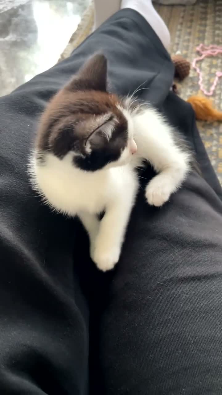 Mixed Breed cats for sale: Adorable 8 weeks old kitten  - Video 1