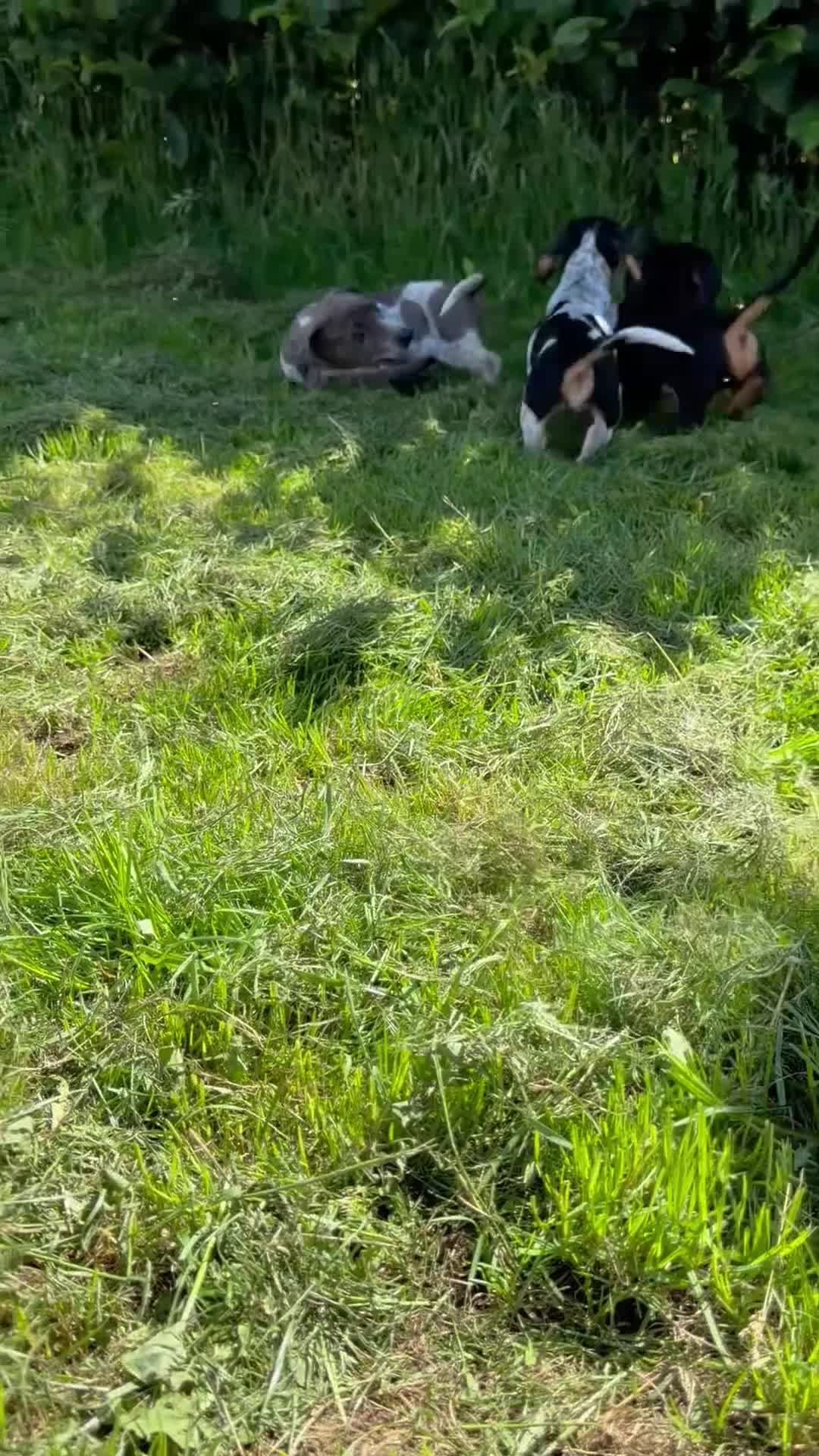Dachshund dogs for sale: Two beautiful Isabela dachshund b in Rugby - Video 1