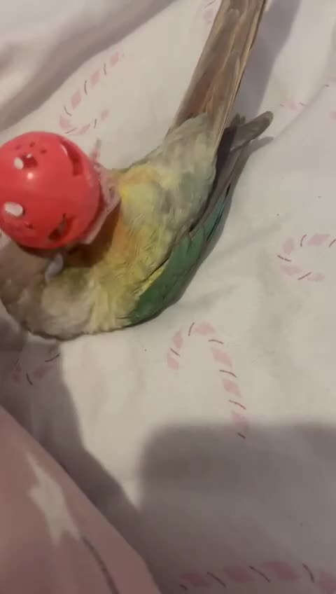 Conures birds for sale: Hand reared tame conure and kakarikis  - Video 5