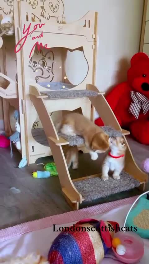 Scottish Fold cats for sale: TICA-Registered Scottish Straight/Fold Kittens  - Video 2