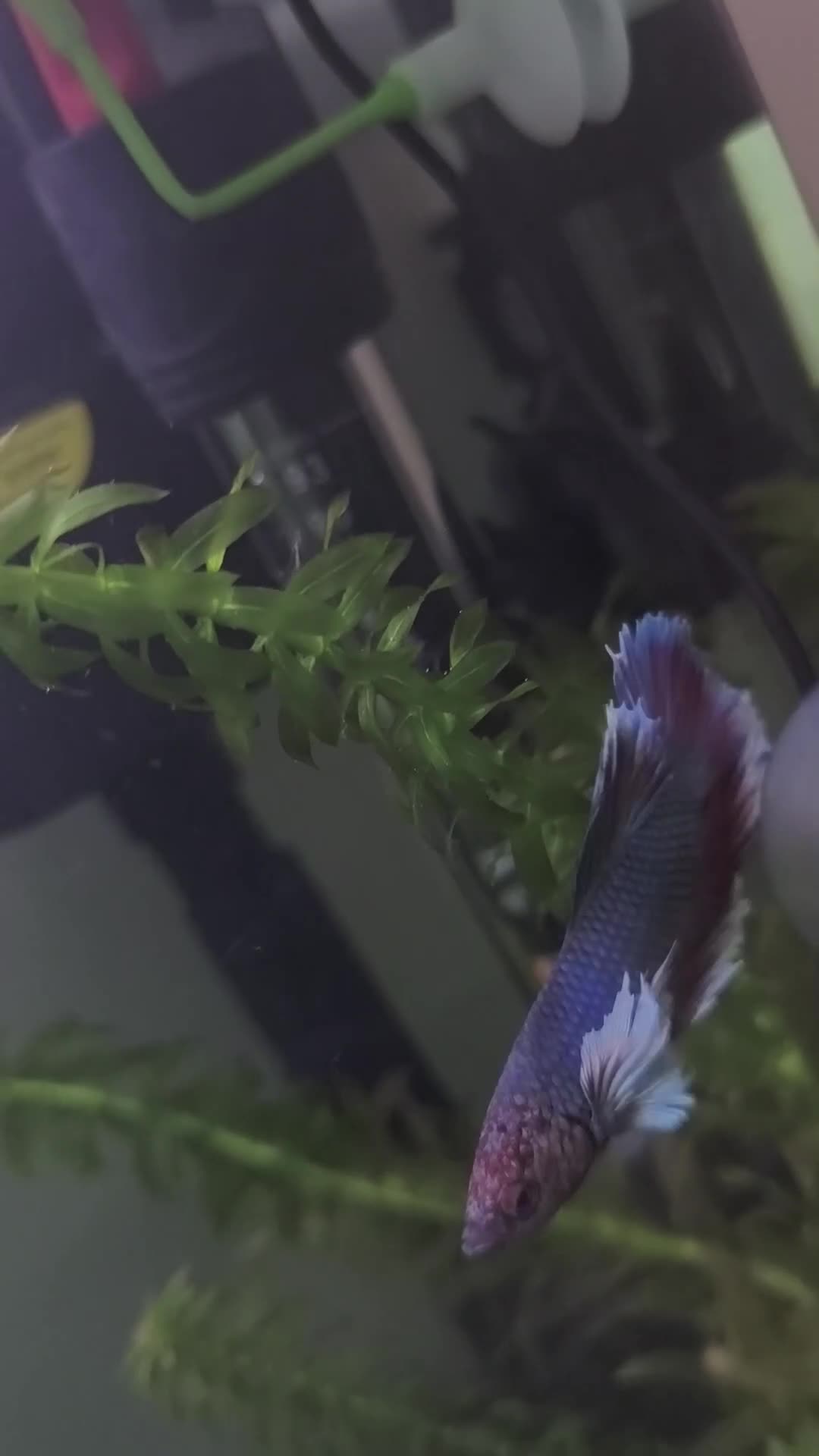 Bettas fish for sale: Betta fish bubbles in London - Video 1