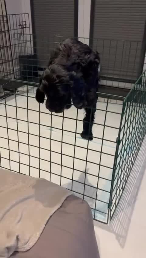 Mixed Breed dogs for sale: Miss Red - Video 1