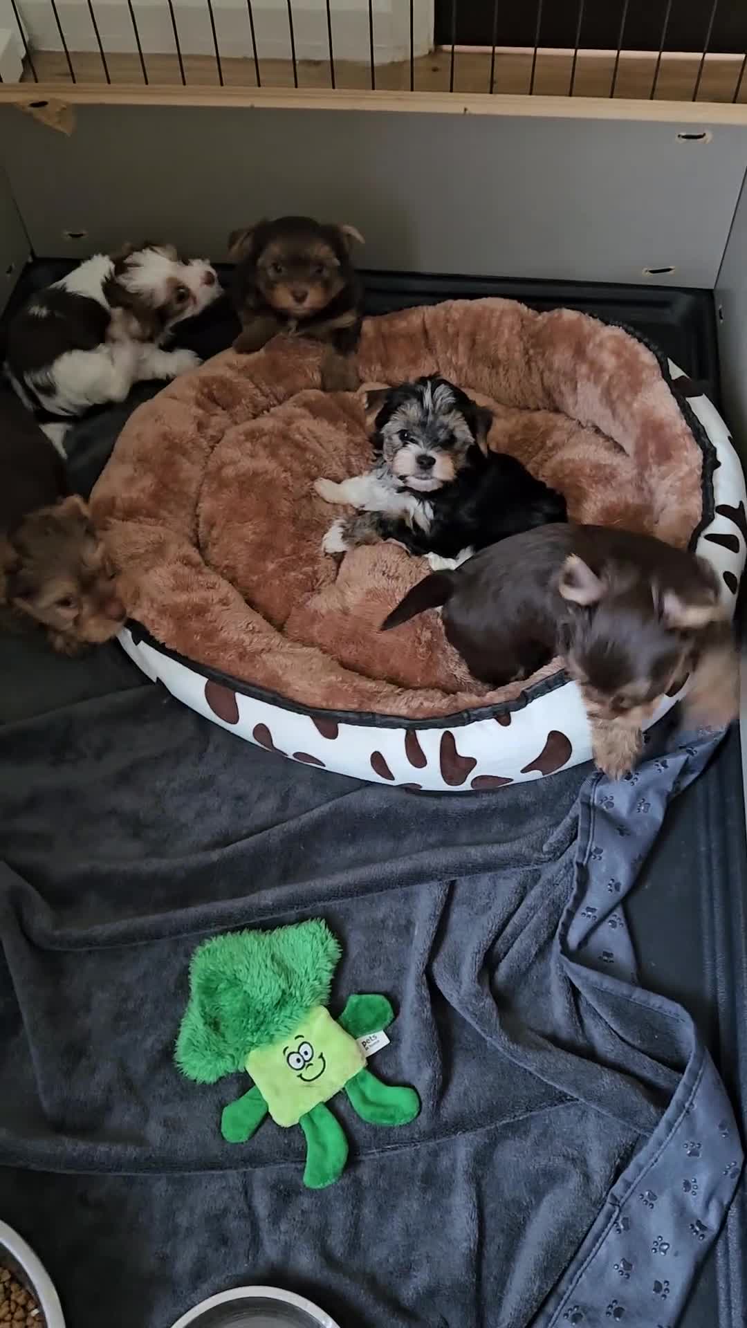 Yorkshire Terrier dogs for sale: DNA tested parents - Yorkie puppies  - Video 1