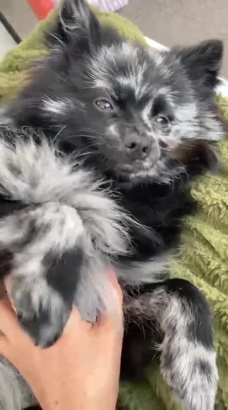 Pomeranian dogs for stud: Very rare merle pomeranian for stud duties - Video 1