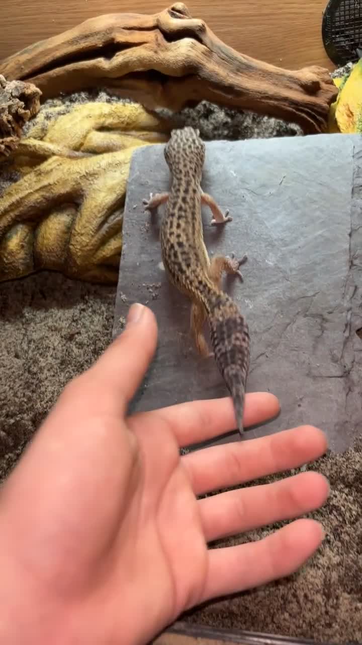 Leopard Gecko reptiles for sale: Female leopard gecko  - Video 1