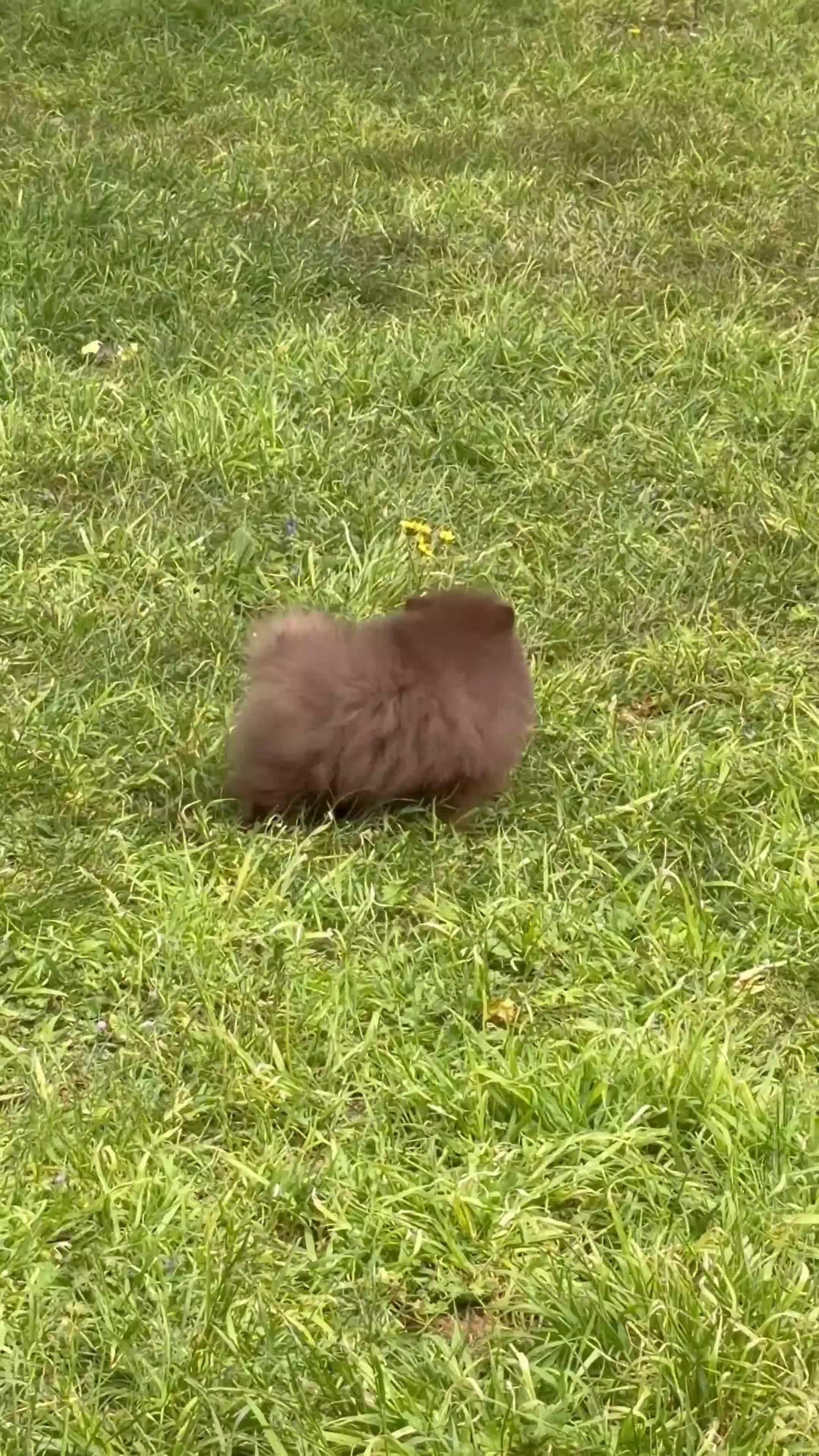 Pomeranian dogs for sale: Amazing Poms teddy bear boy 🥰🐻🥰🐻 - Video 1