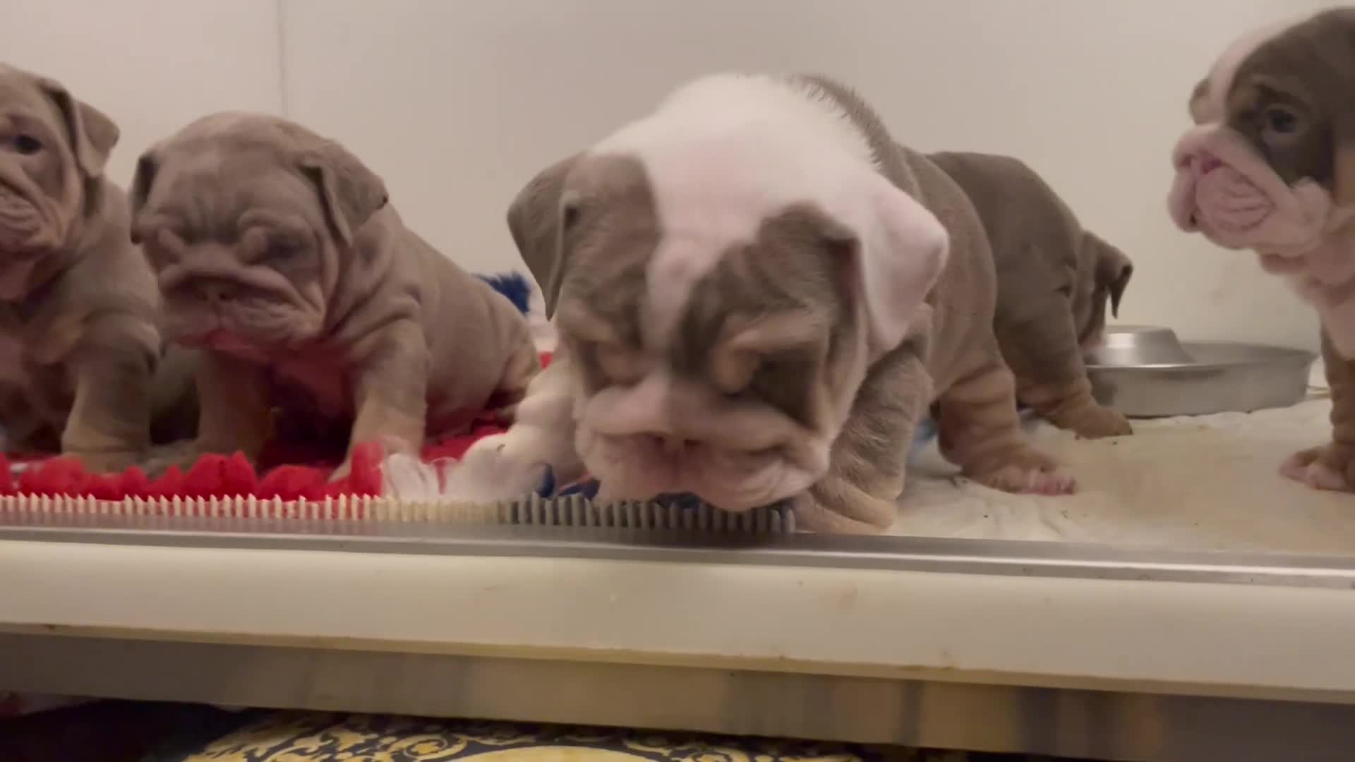 English Bulldog dogs for sale: Quality English bulldogs  - Video 1