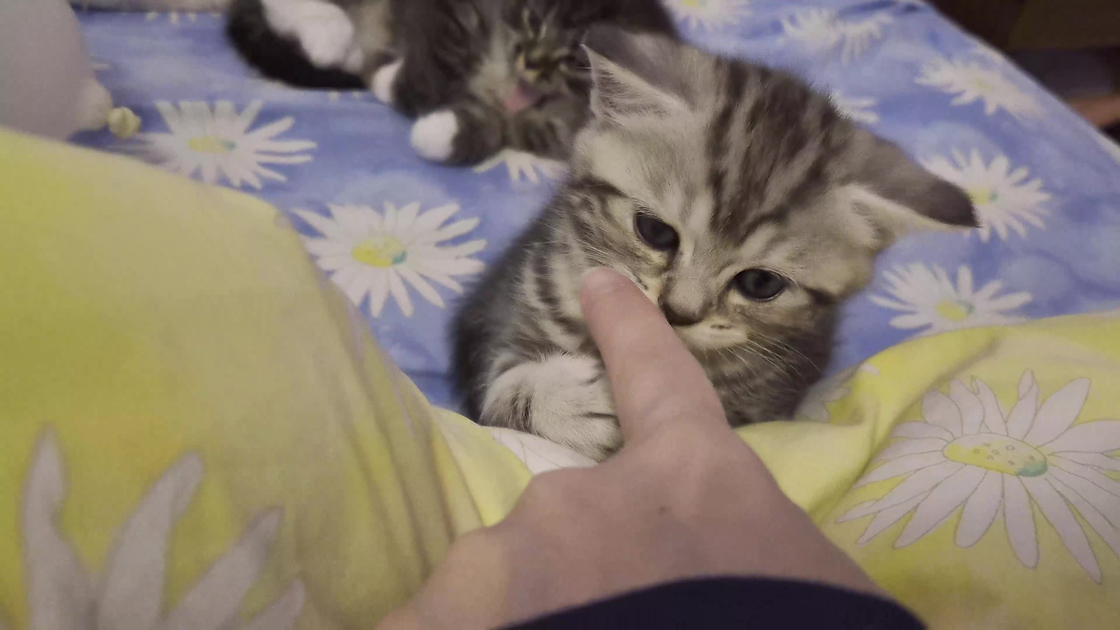 Mixed Breed cats for sale: Main Coon Mix - Video 4