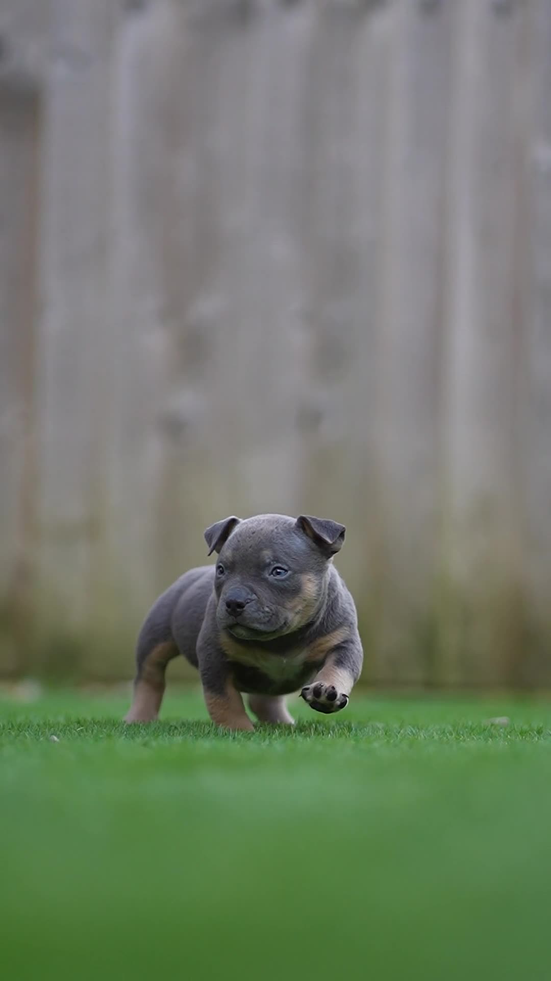 American Bully dogs for sale: Pocket Bully Puppies - Video 1