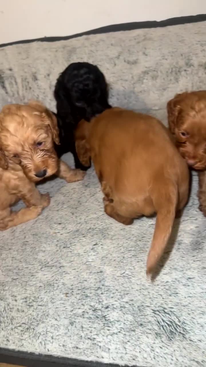 Cockapoo dogs for sale: Stunning F2 cockapoo pups  - Video 2
