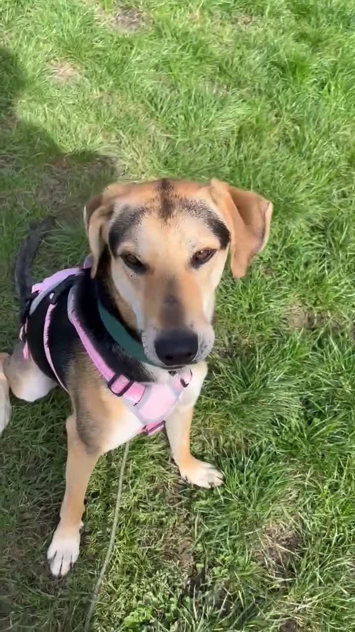 Mixed Breed dogs for adoption: Caleb – I year old, Handsome Hound Mix Boy 💙 - Video 4