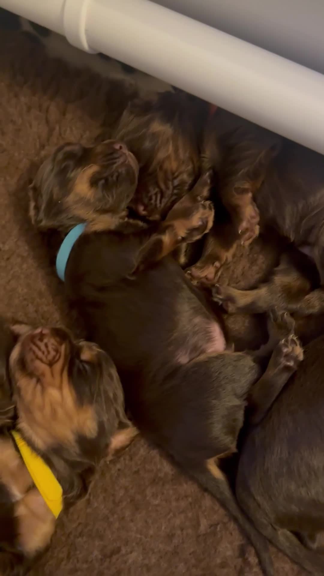 Cocker Spaniel dogs for sale: Stunning KC reg working cocker spaniel puppies  - Video 3