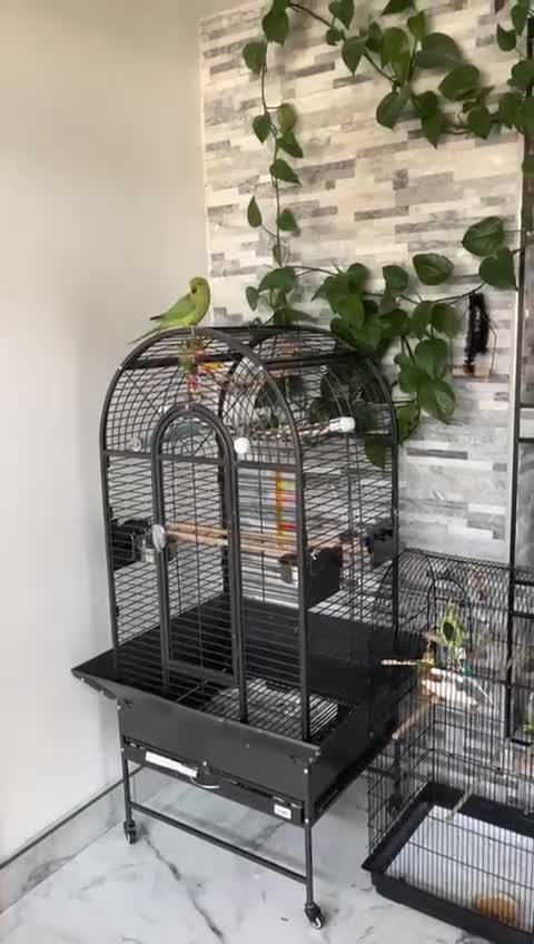 Ringnecks birds for sale: Male + female ringnecks  - Video 2