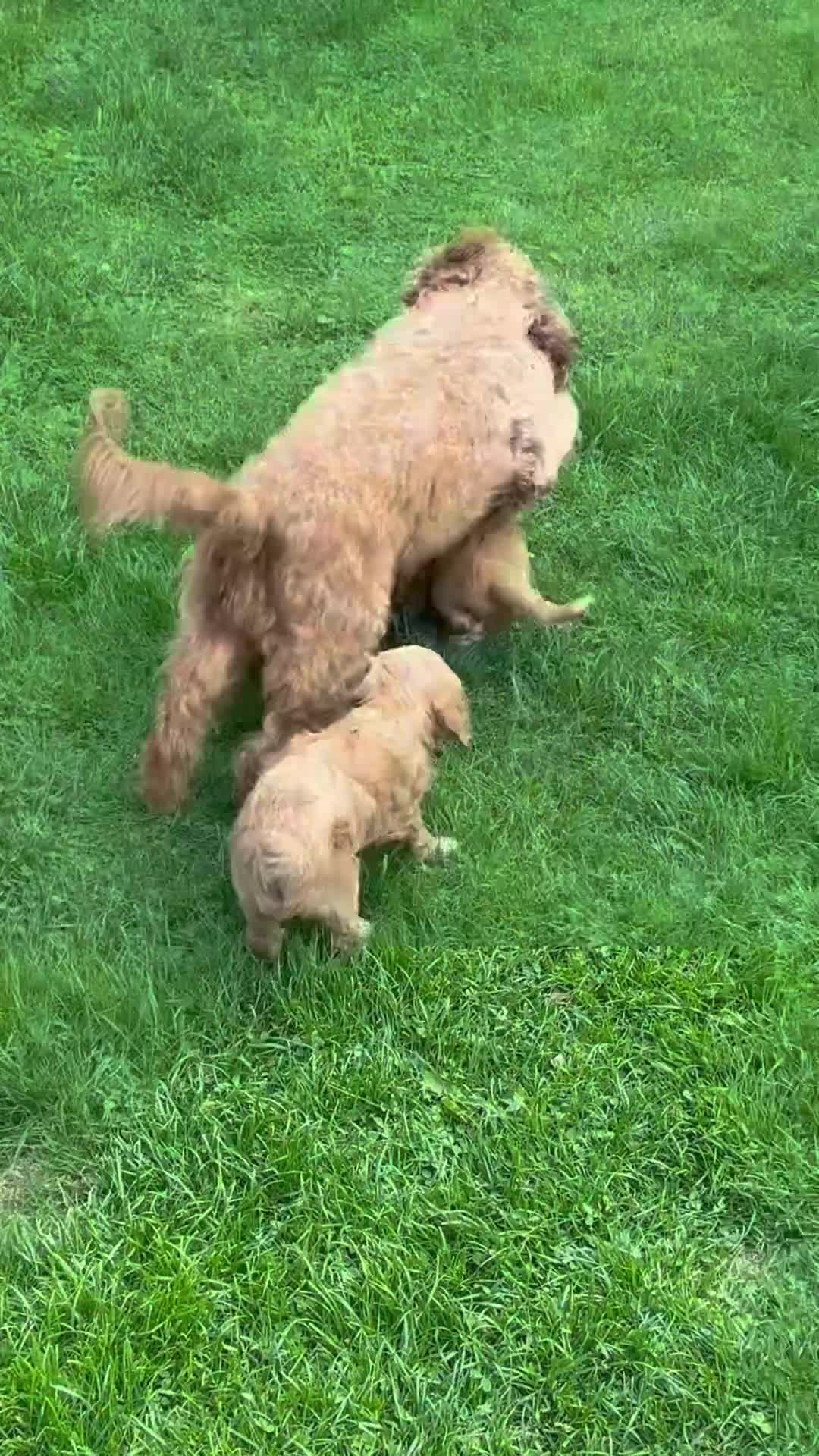 Australian Labradoodle dogs for sale: READY TO GO Australian Labradoodle x Cockapoo Pupp - Video 3