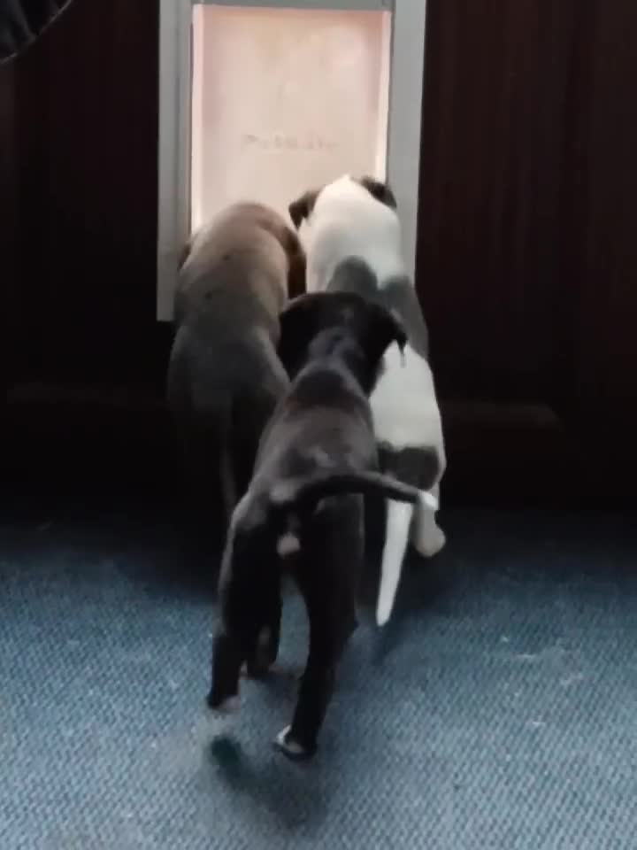Whippet dogs for sale: Beautiful blue whippet puppy - Video 5