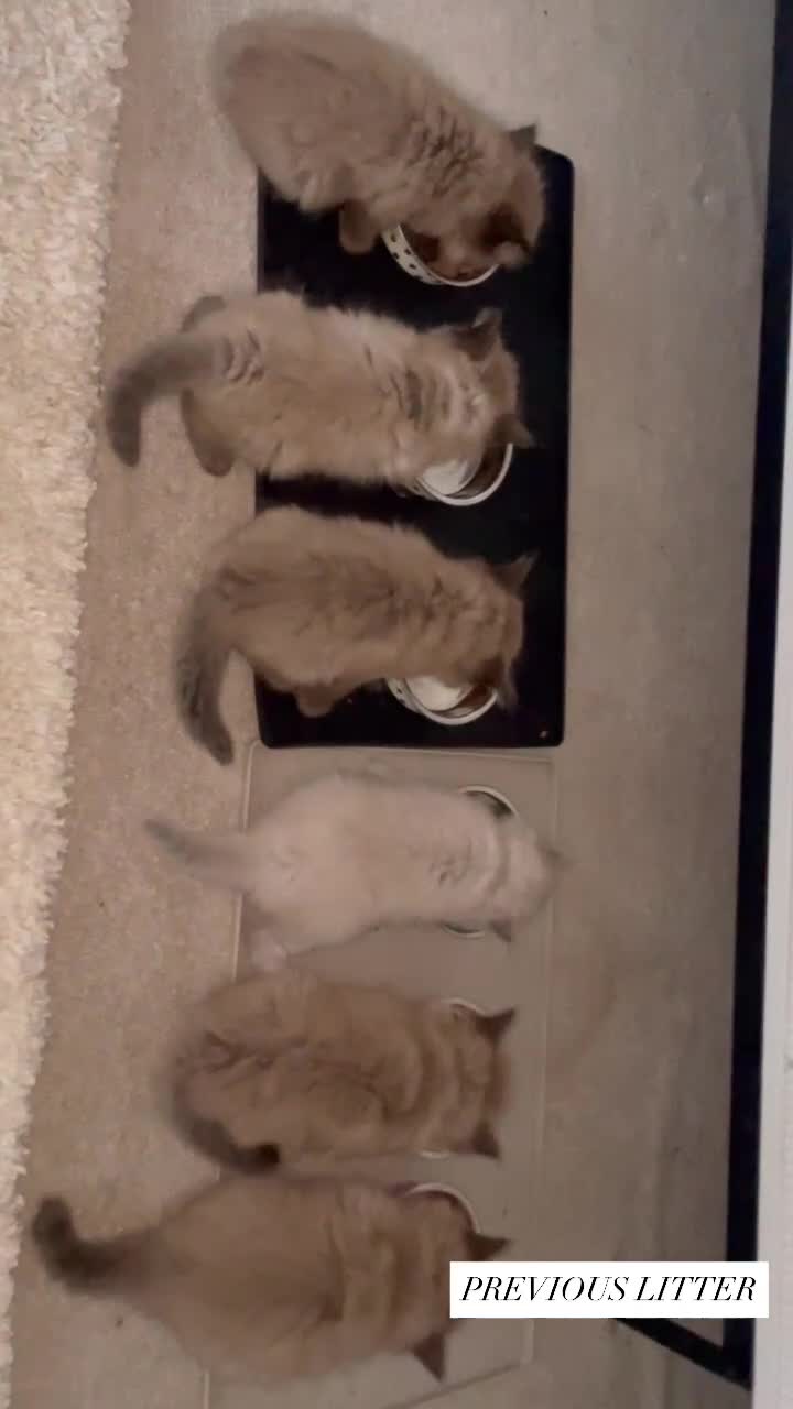 Ragdoll cats for sale: 5 Purebred kittens for SALE - Video 3