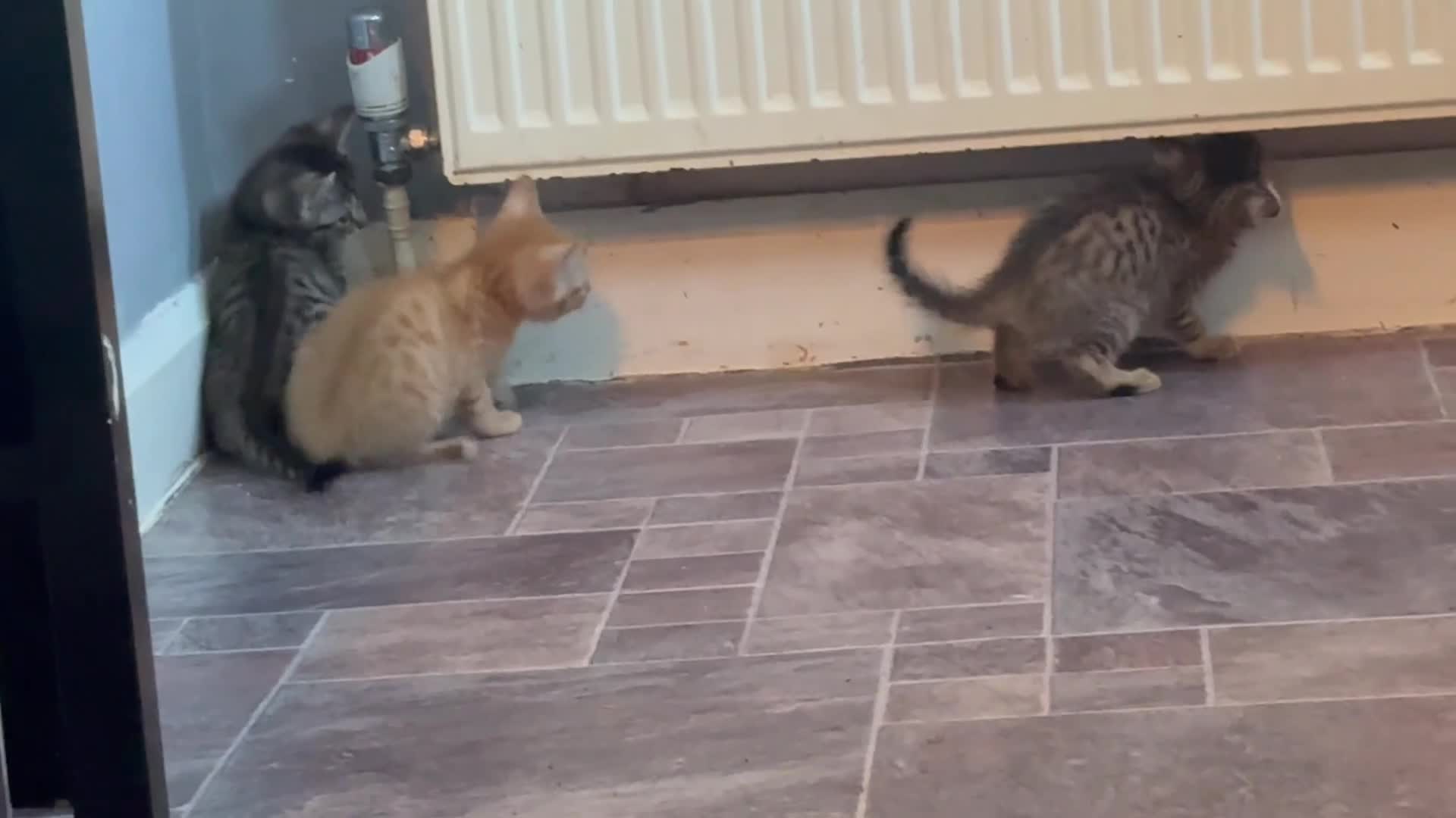 British Shorthair cats for sale: 1 ginger boy and 3 tabby girls - Video 1