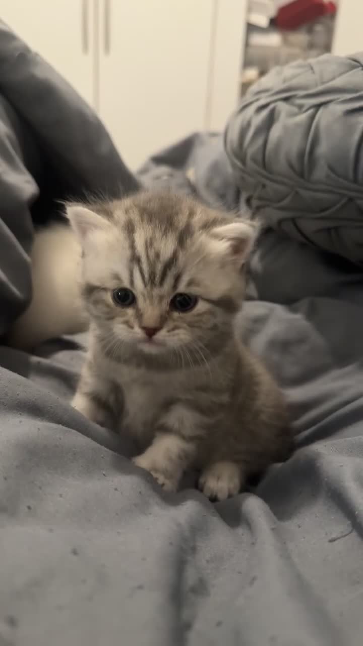 British Shorthair cats for sale: BSH KITTENS price negotiable - Video 3