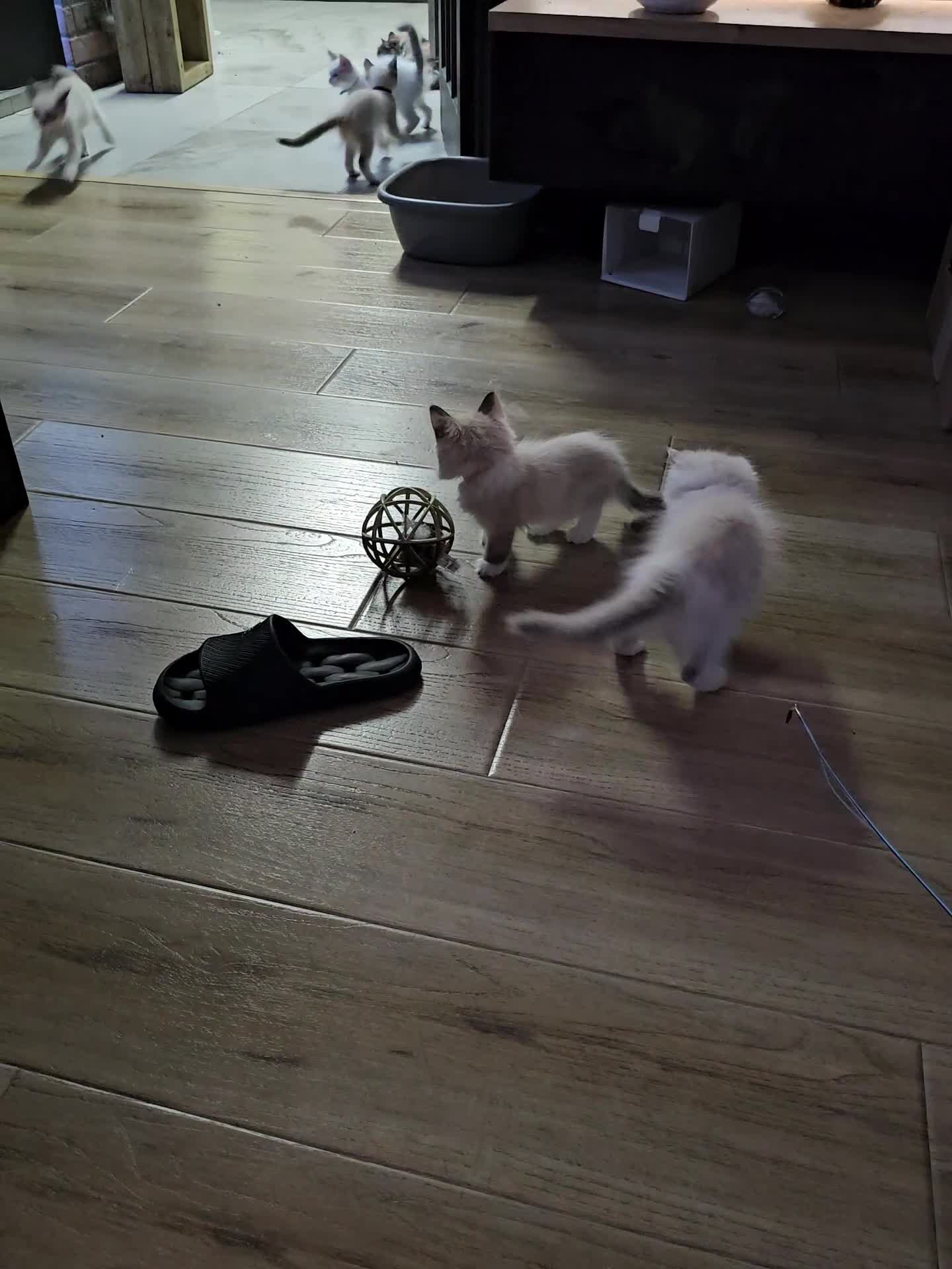 Ragdoll cats for sale: Friendly and playfull Ragdoll x  - Video 4