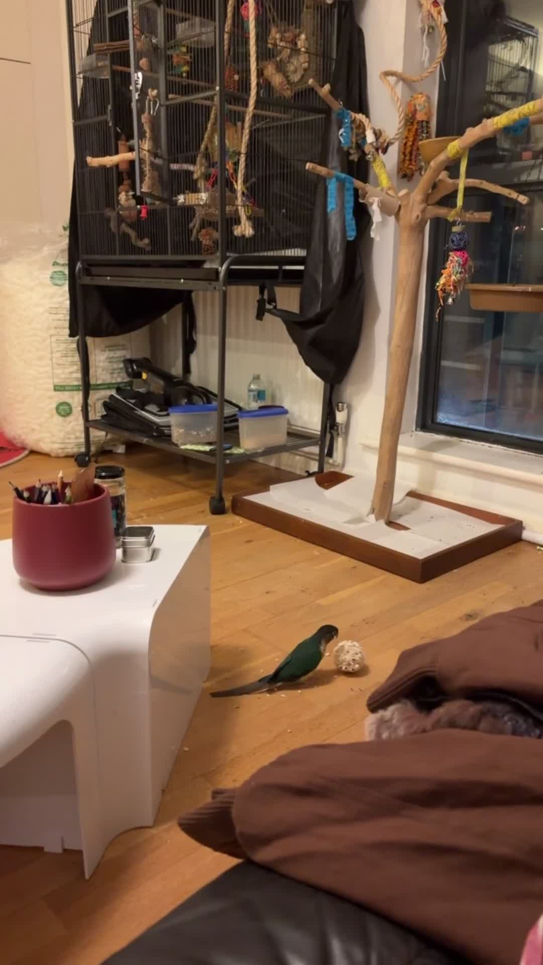 Parakeets birds for sale: Sweet, clingy green cheek conure - Video 1