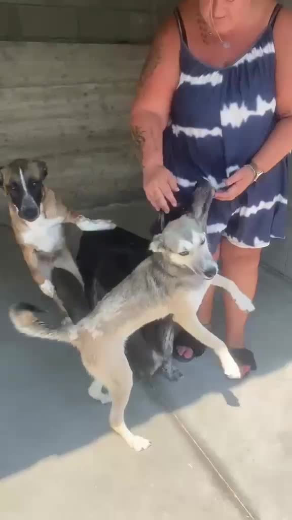 Mixed Breed dogs for adoption: Kaiti, 1-2 yrs old. Available for adoption. - Video 1