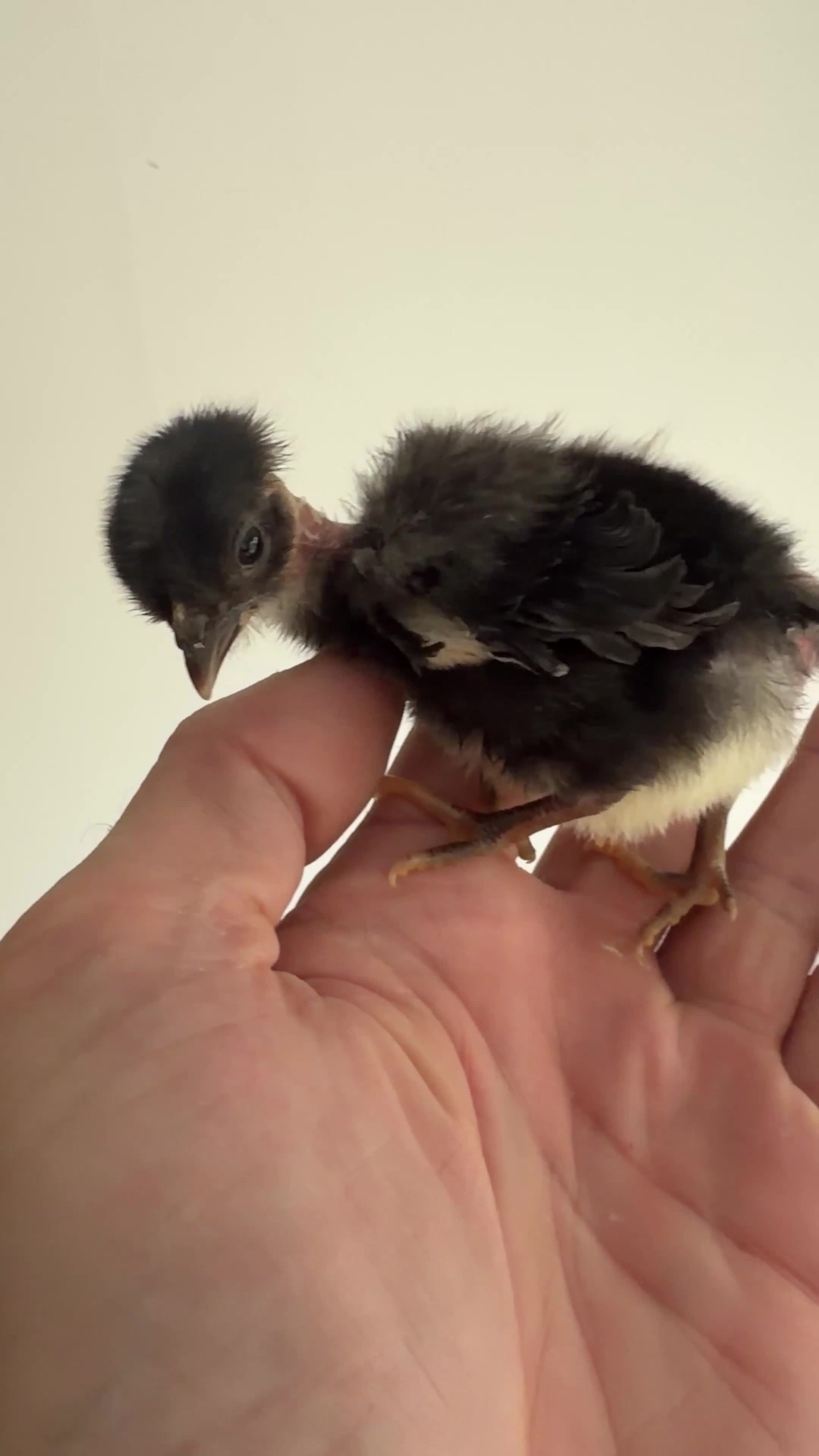 Chickens poultry for sale: Polish & silkie chicks  - Video 1