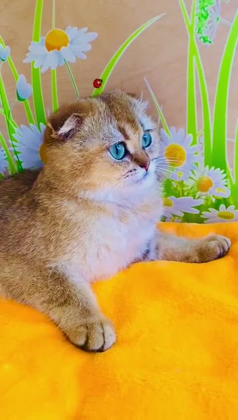 British Shorthair cats for sale: 🔥Champion Line Golden British Shorthair Kittens🔥 - Video 1