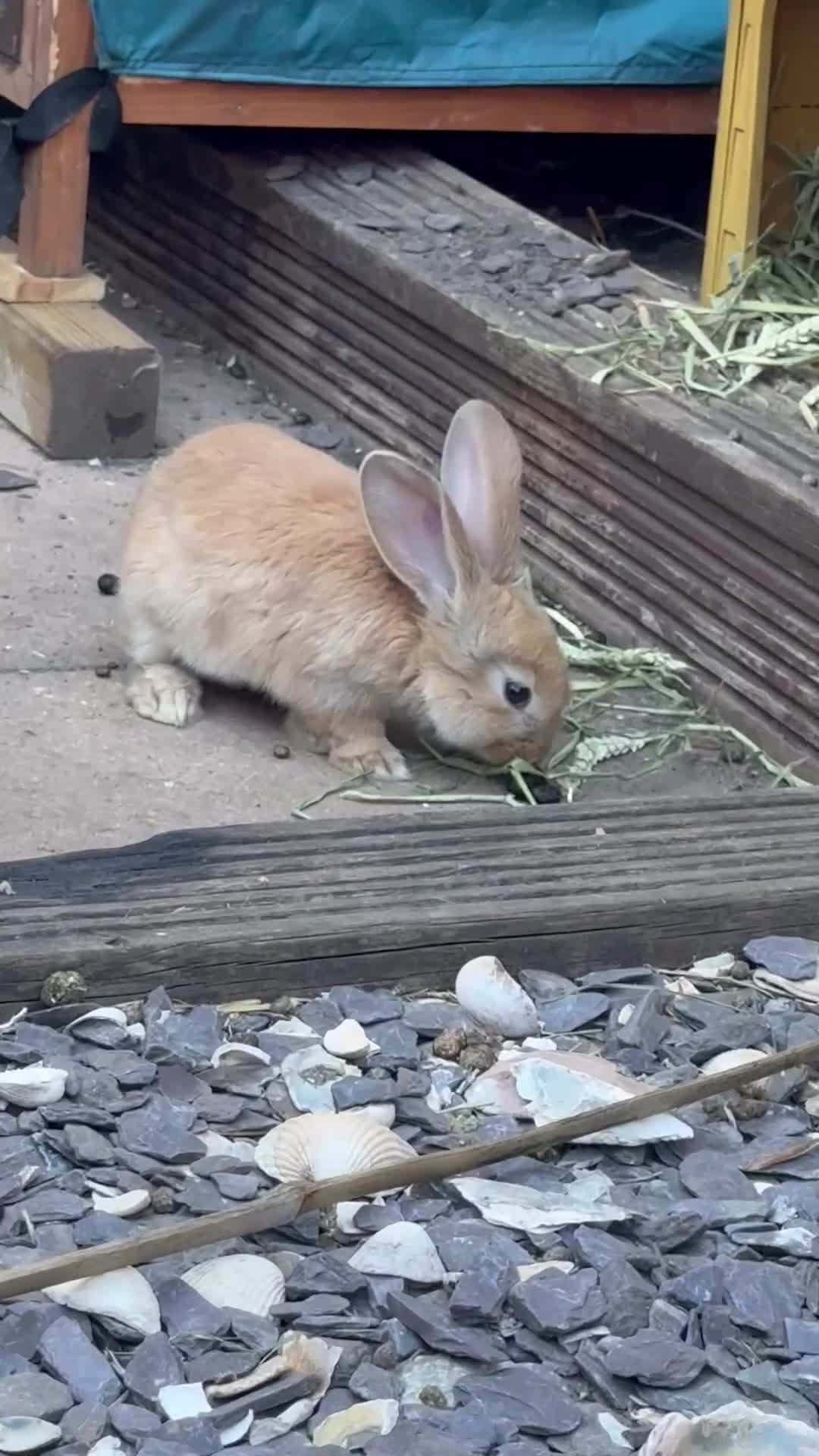 Continental Giant rabbits for sale: READY NOW.. 1 Beautiful Giant Doe left - Video 1