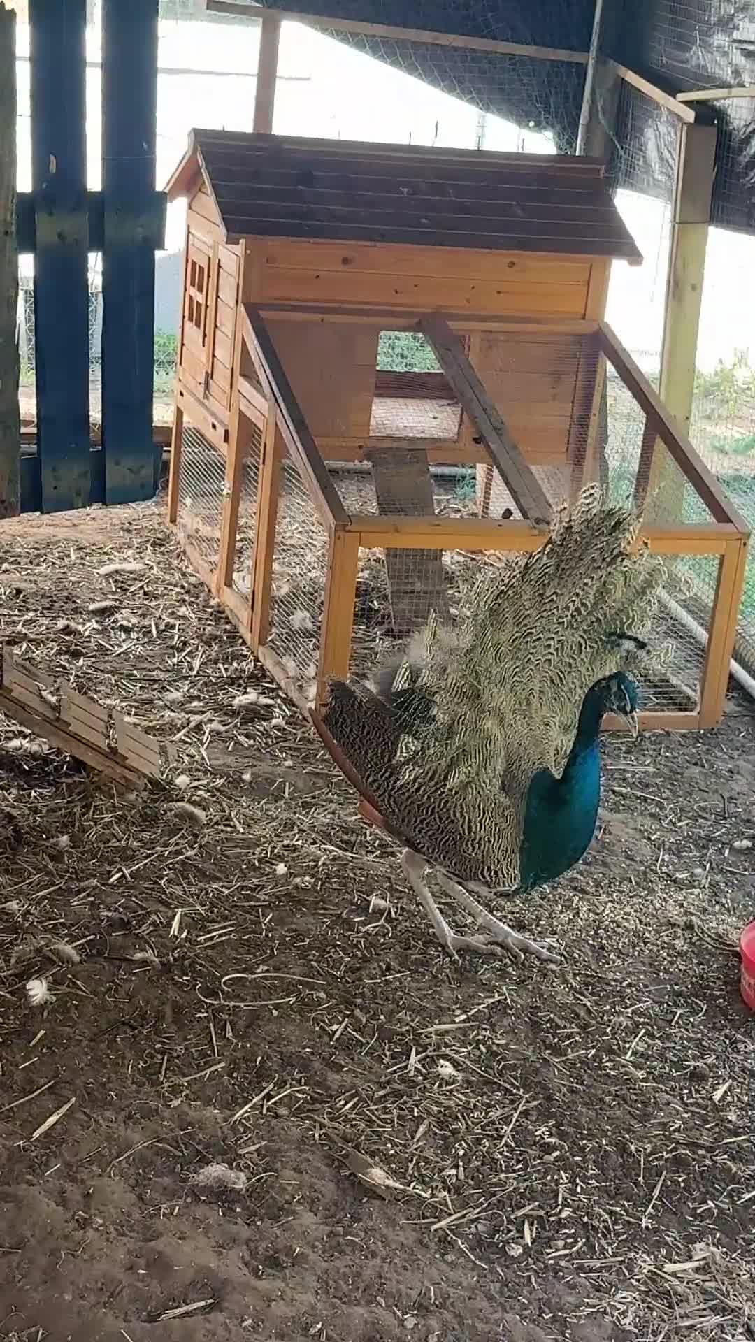 Peafowl poultry for sale: Peacock  - Video 1