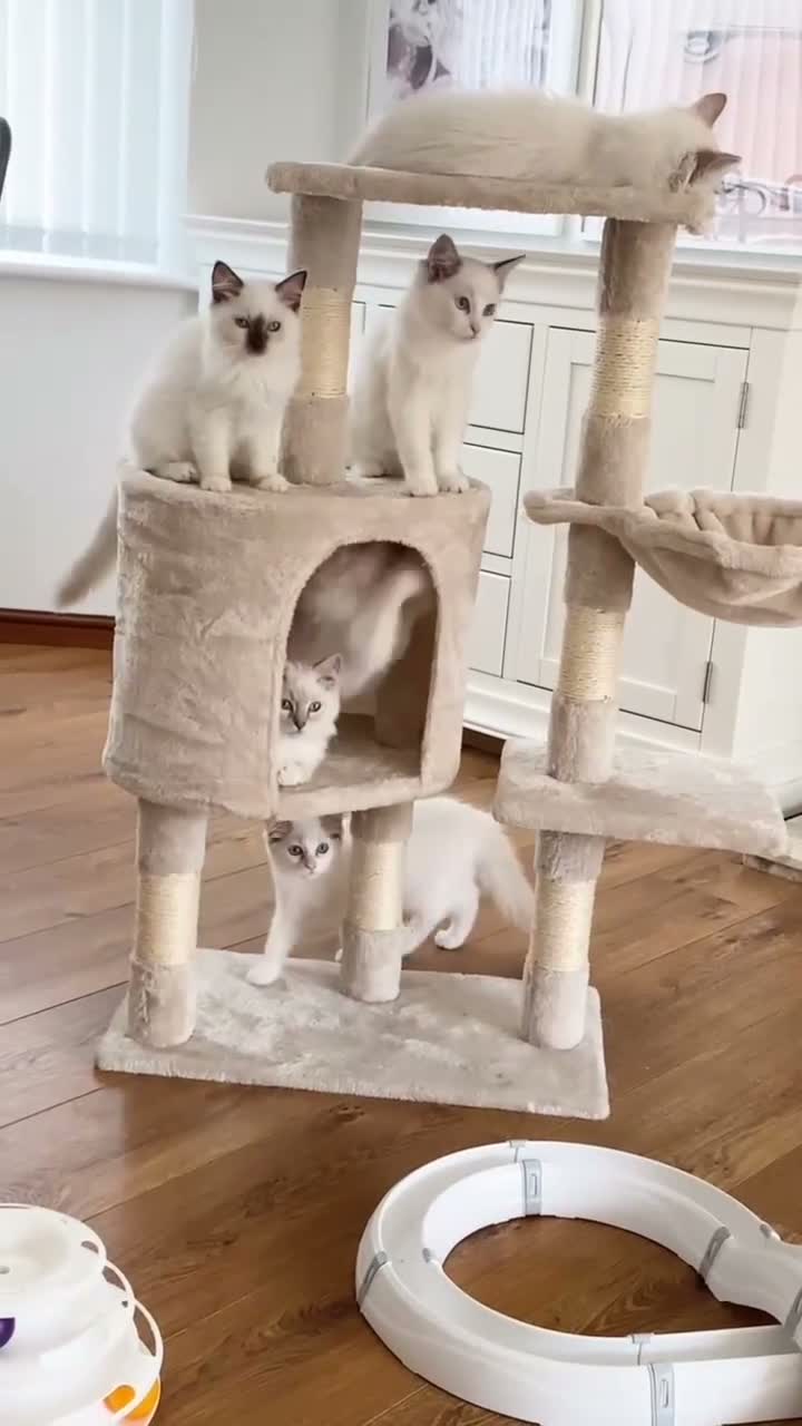 Ragdoll cats for sale: INDOOR GCCF REG CHOCOLATE LILAC RAGDOLL KITTENS - Video 4