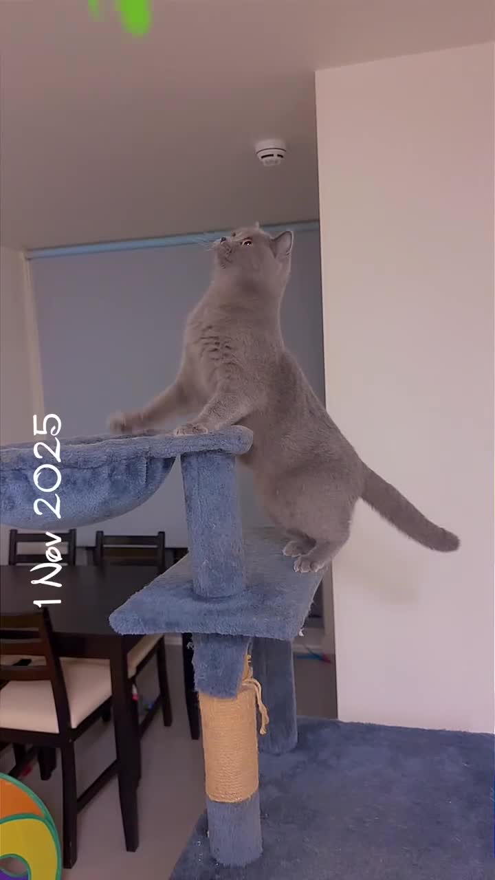 British Shorthair cats for sale: British short hair Cats - Video 3