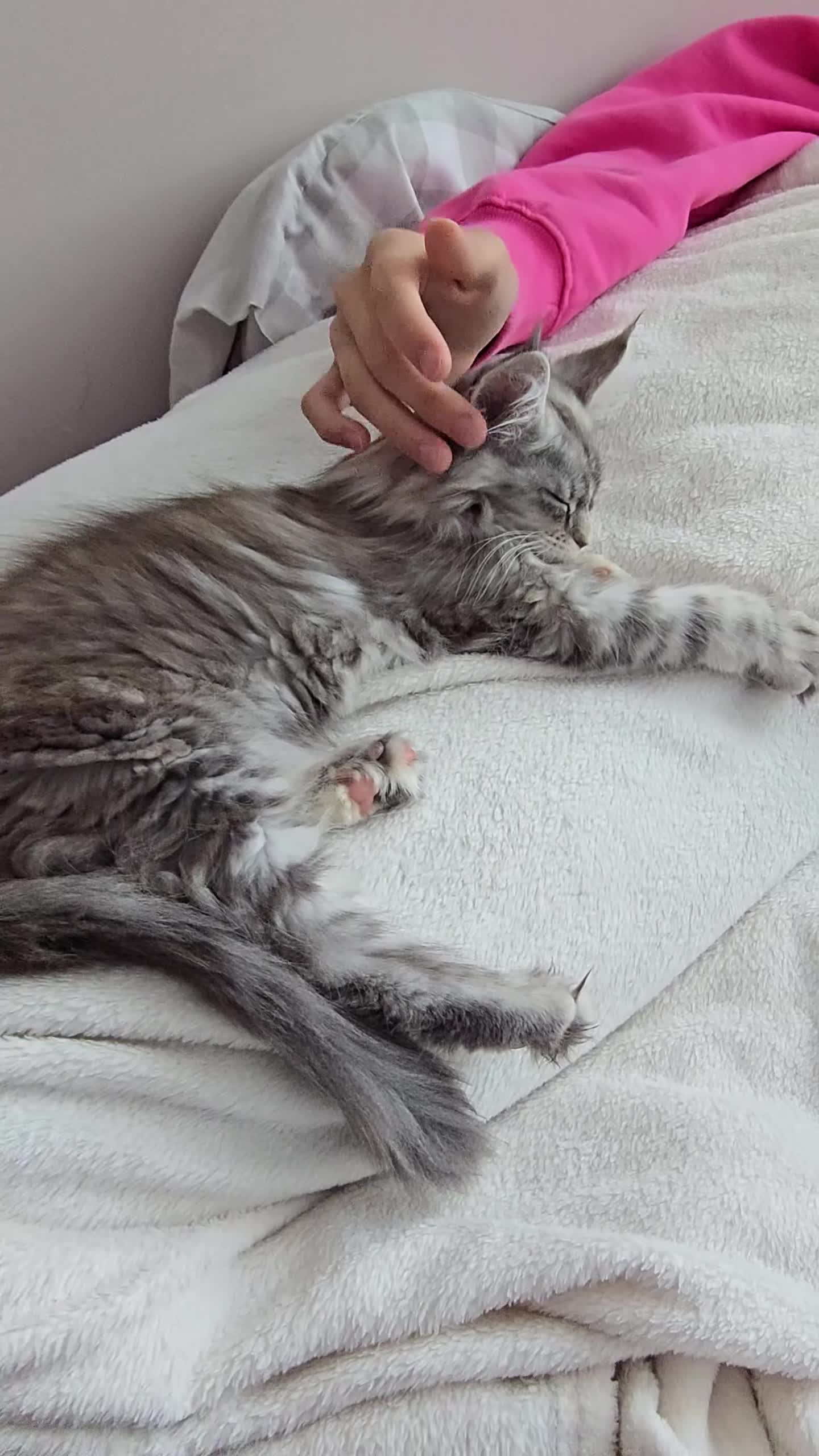 Maine Coon cats for sale: READY NOW GCCF Registered Maine Coon Kittens - Video 1