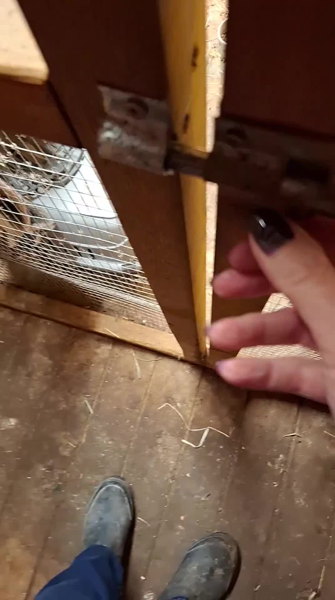 Chinchilla rodents for sale: Chinchillas ready for new homes - Video 4