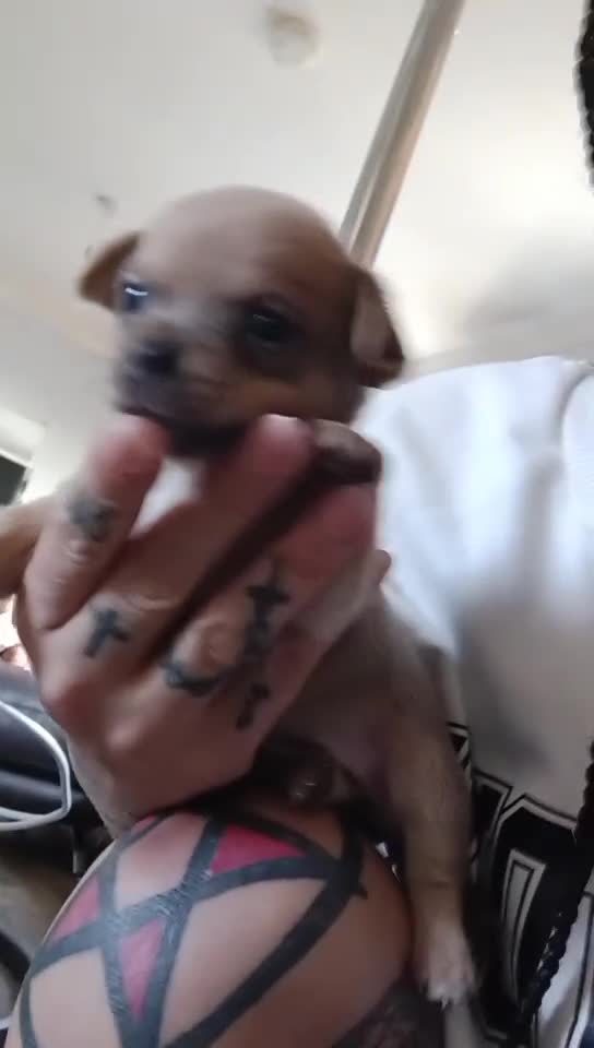 Chihuahua dogs for sale: 2 female chihuahuas - Video 1