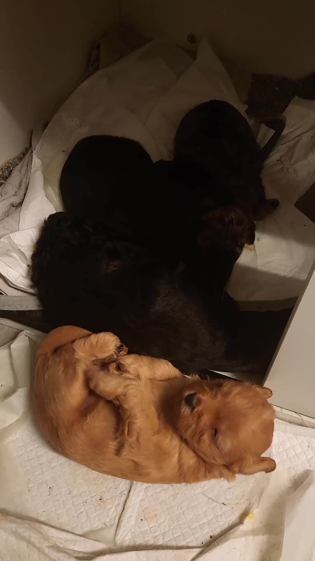 Mixed Breed dogs for sale: Pooshi x Bedipoo  - Video 3