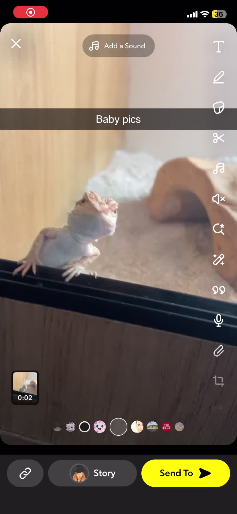 Bearded Dragon reptiles for sale: Female hypo baby bearded dragon - Video 2