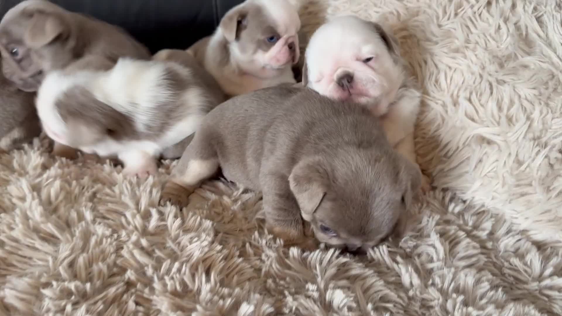 Pug dogs for sale: Stunning litter lilac tans and lilac tan pandas - Video 1