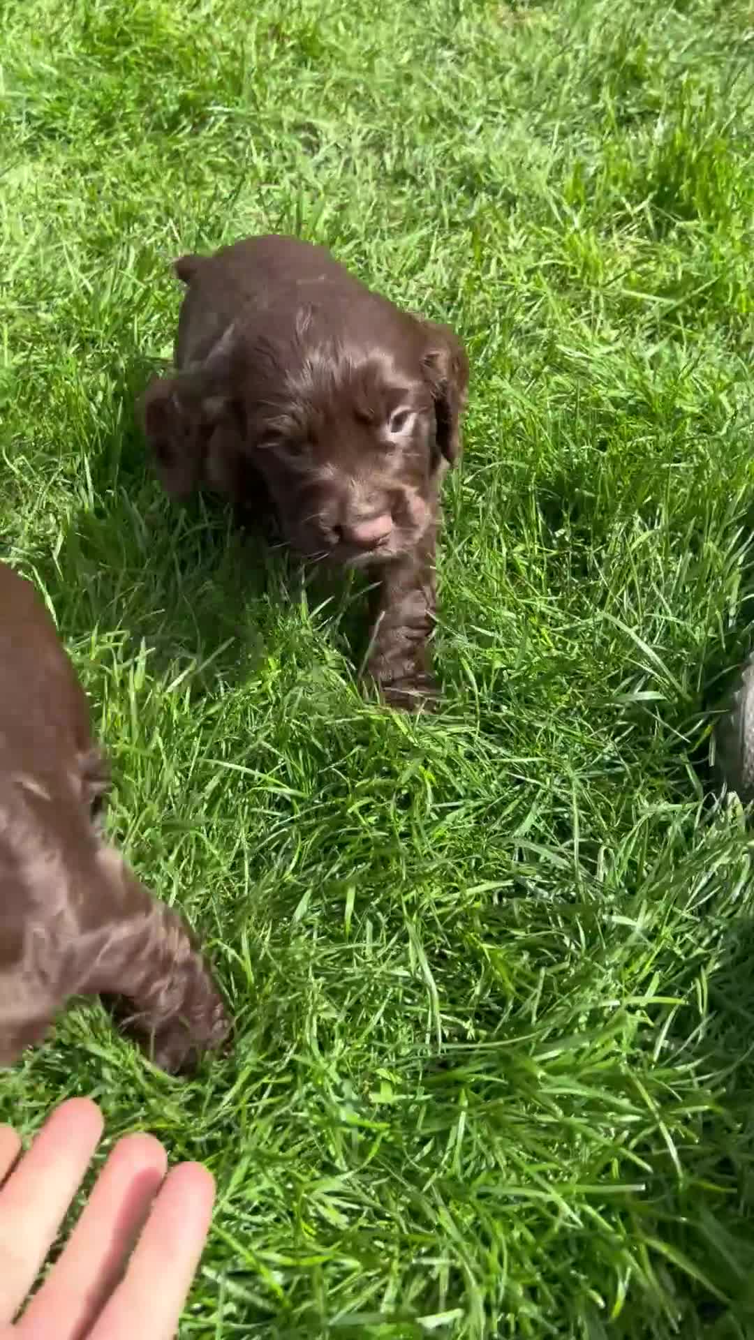 Cocker Spaniel dogs for sale: *KC Registered working cocker spaniel pups* - Video 1