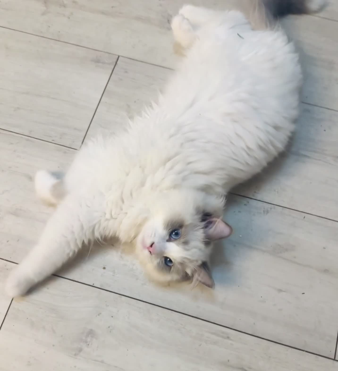 Ragdoll cats for sale: Beautiful Blue Bi Colour Ragdoll kitten - Video 1