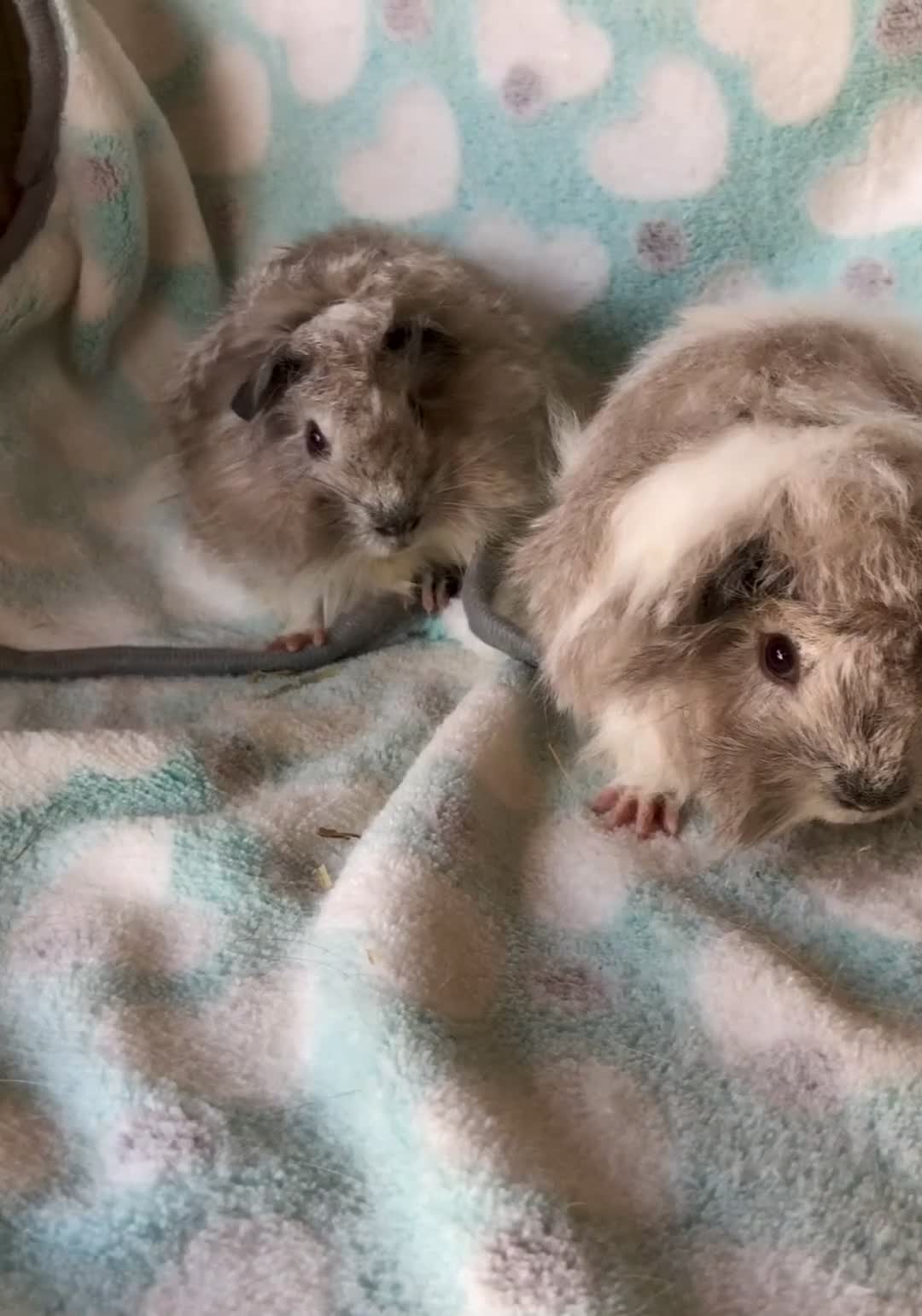 Guinea Pig rodents for sale: Baby Peruvian brothers  - Video 1