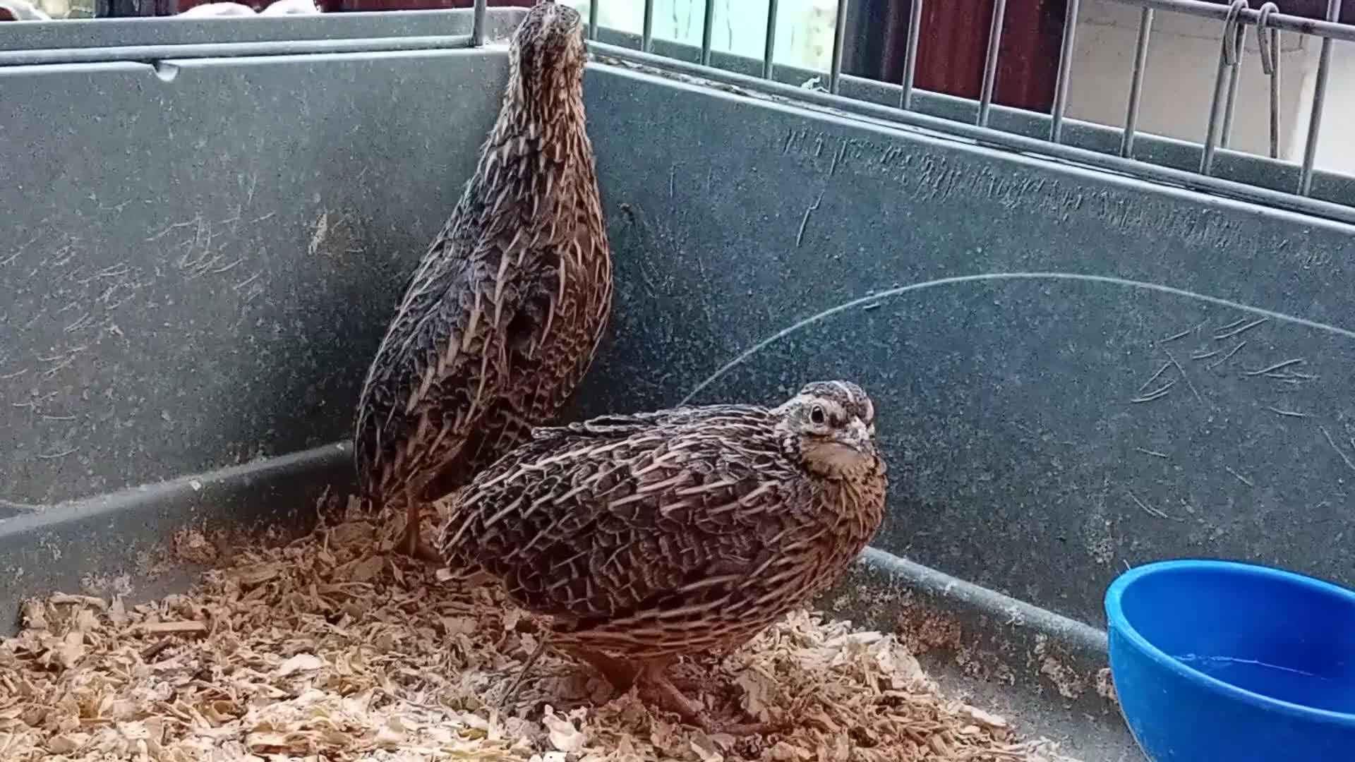 Quail poultry for sale: African Harlequin Hens Seeking a Special Home - Video 1