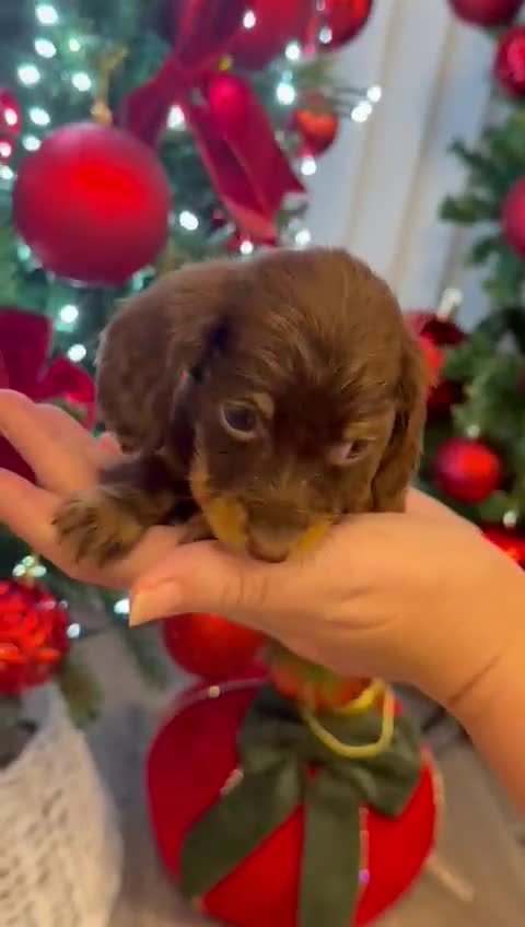 Miniature Dachshund dogs for sale: All RESVERD - Video 4